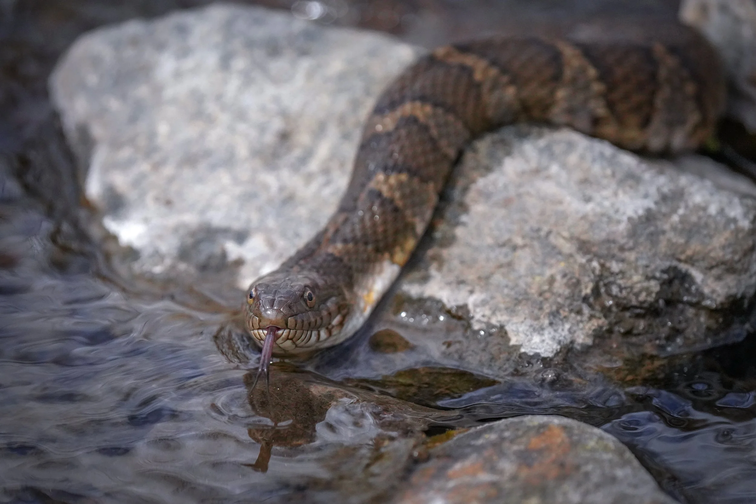 The snake finally got to a resting spot
