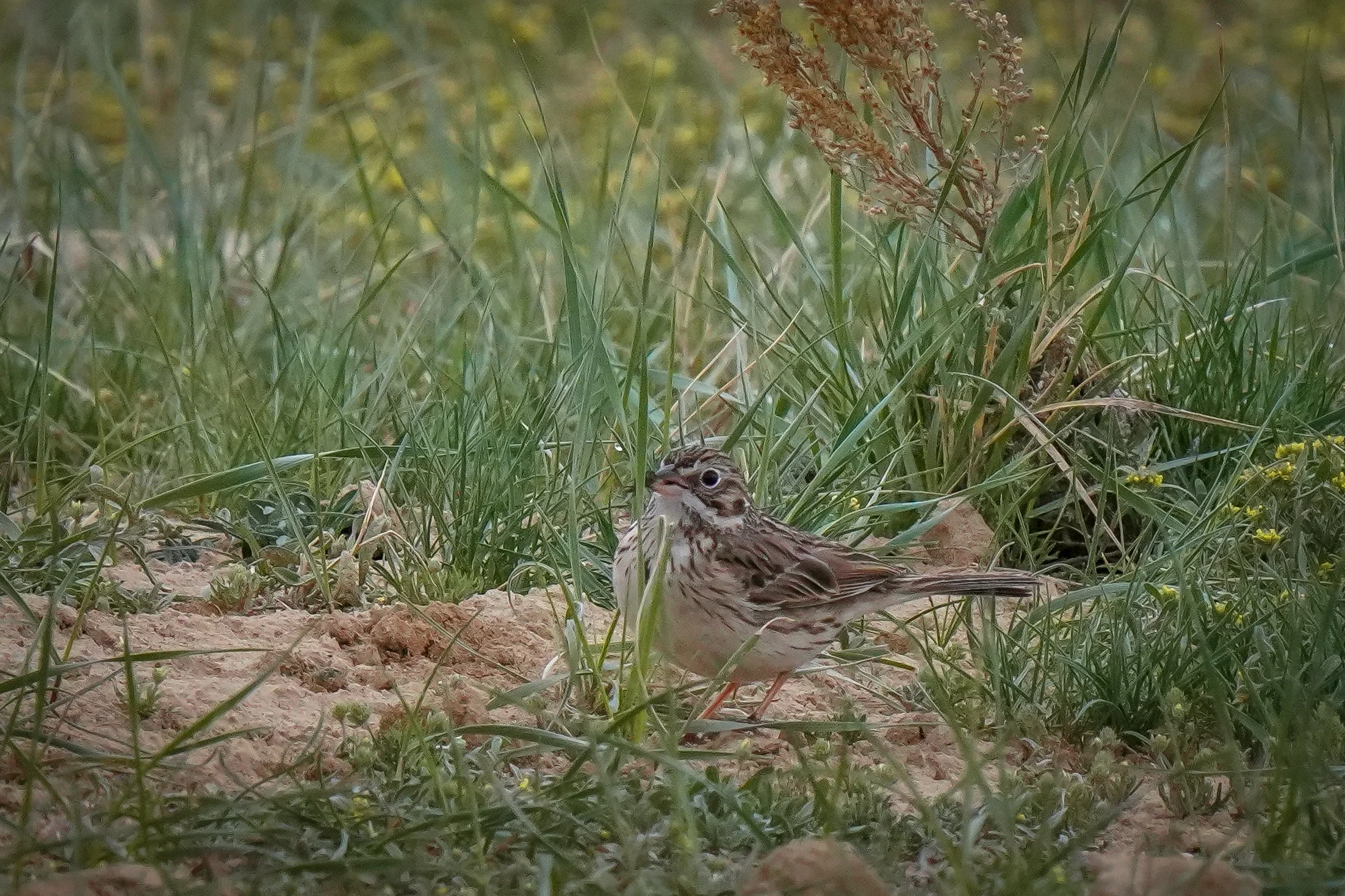 Vesper Sparrow