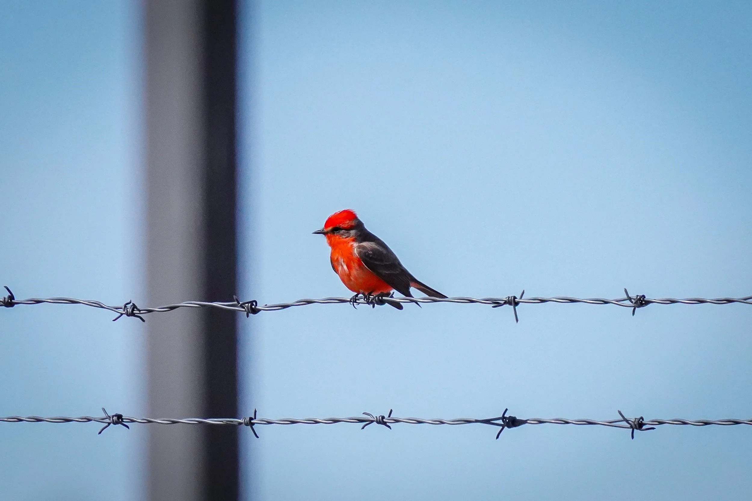 Vermillion Flycatcher (male)