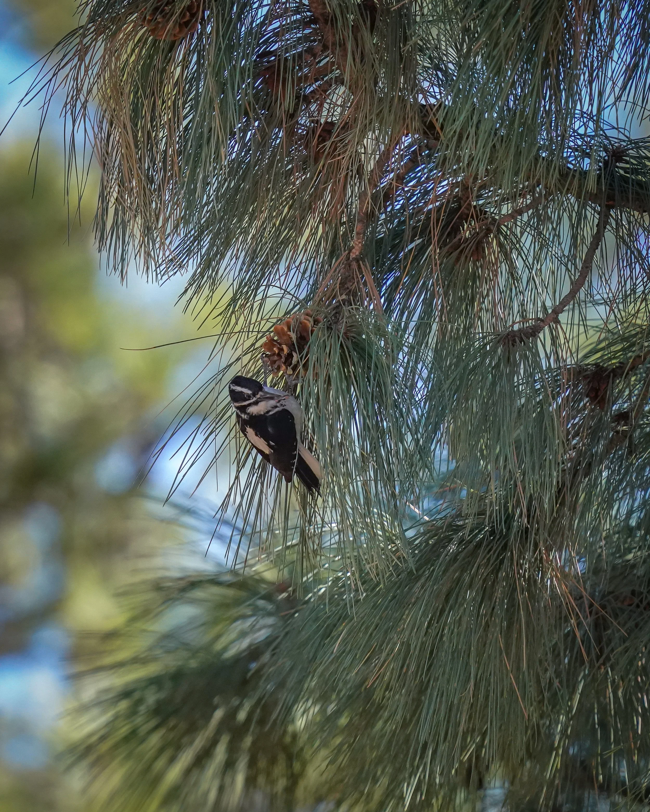 Hairy woodpecker