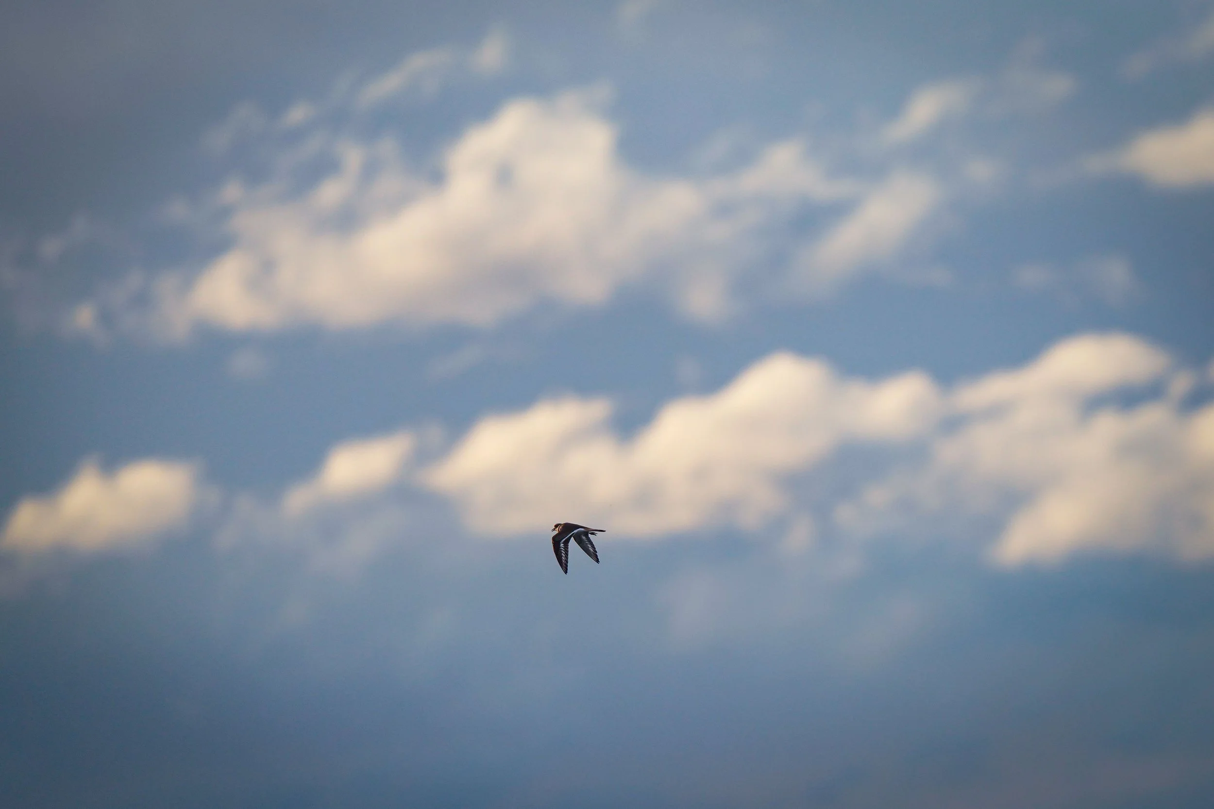 Killdeer against a dramatic sky