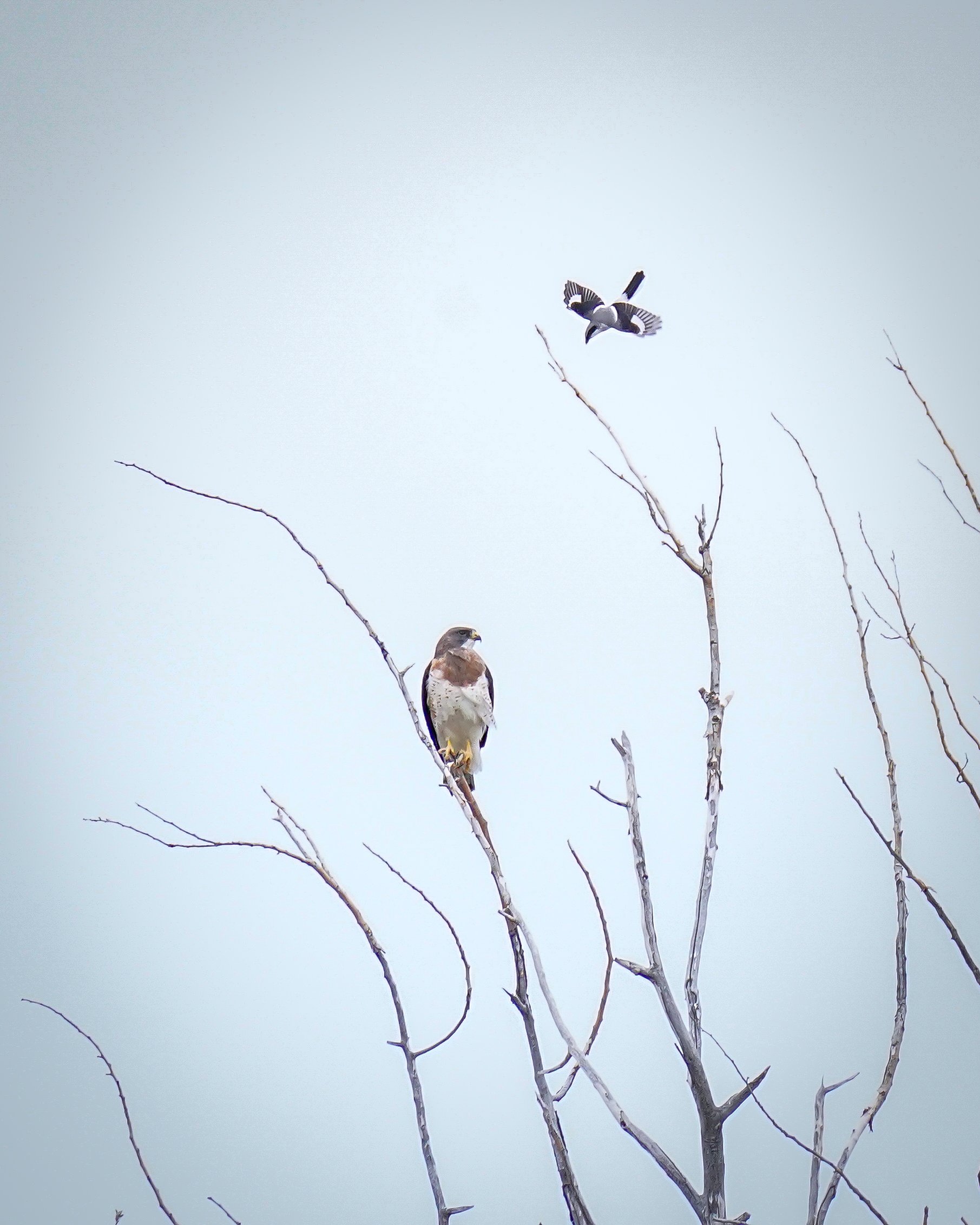 Swainson's Hawk & Loggerhead Shrike