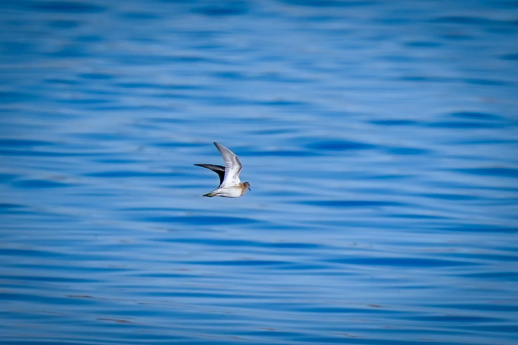 Pectoral Sandpiper