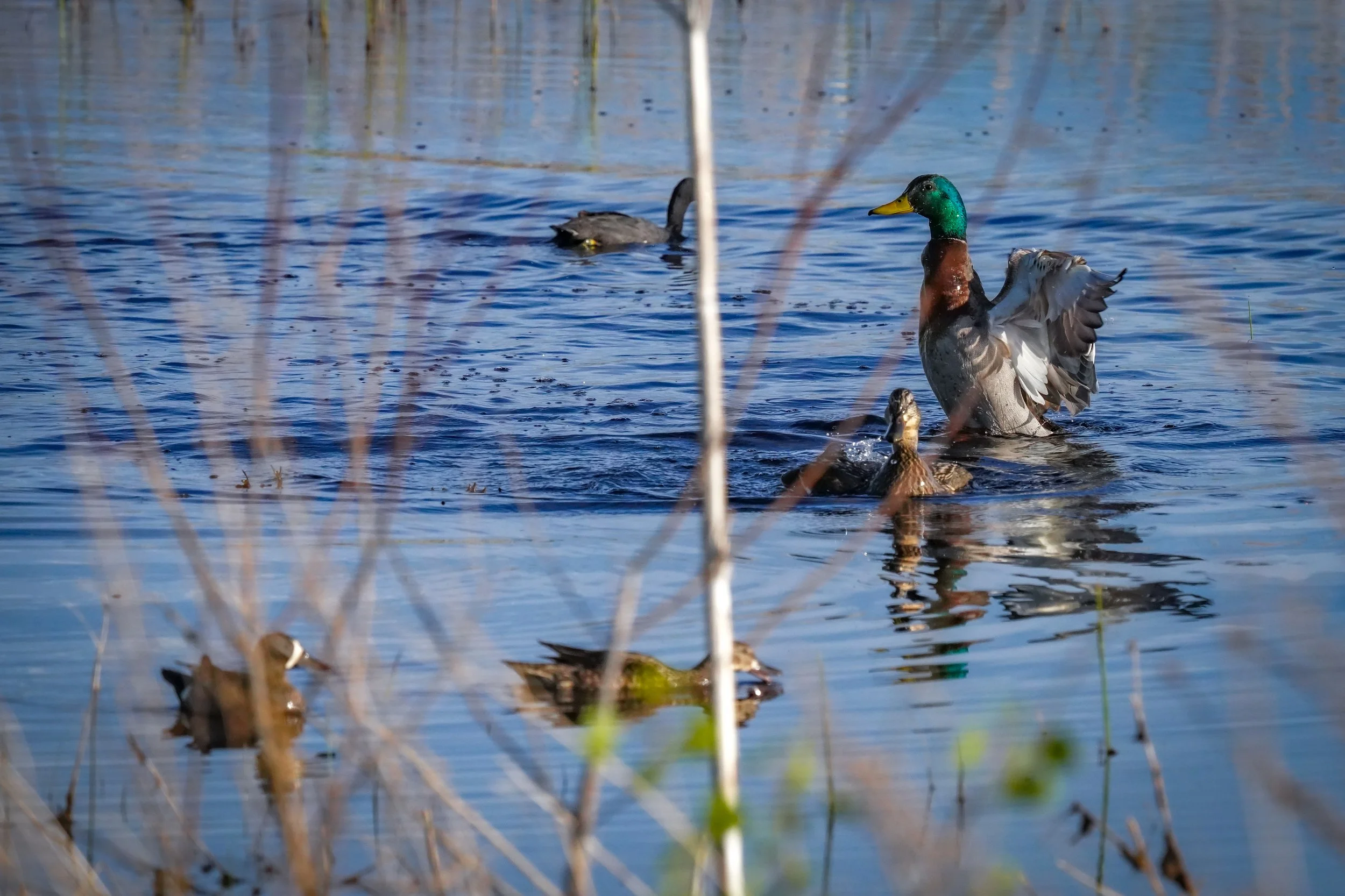 Mallard vs Coot vs Blue-winged Teal sizes