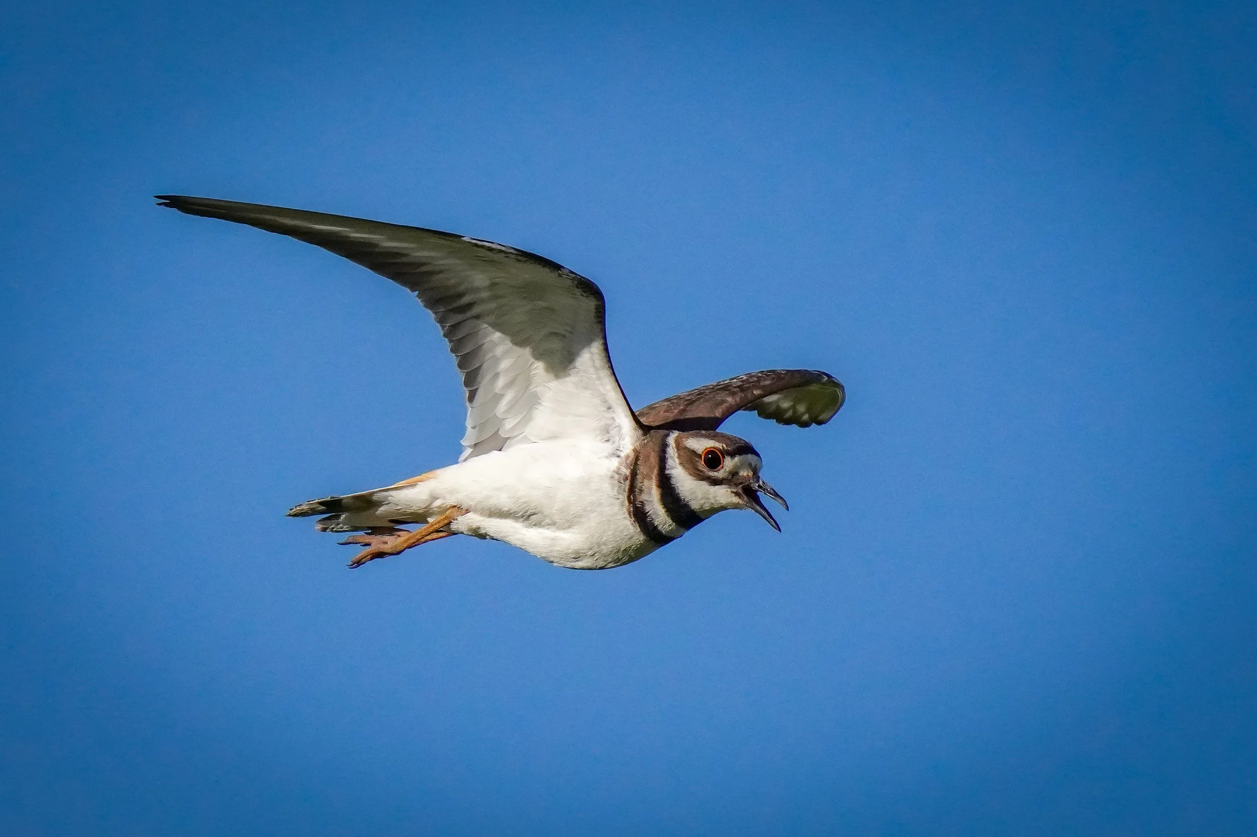 Killdeer in flight