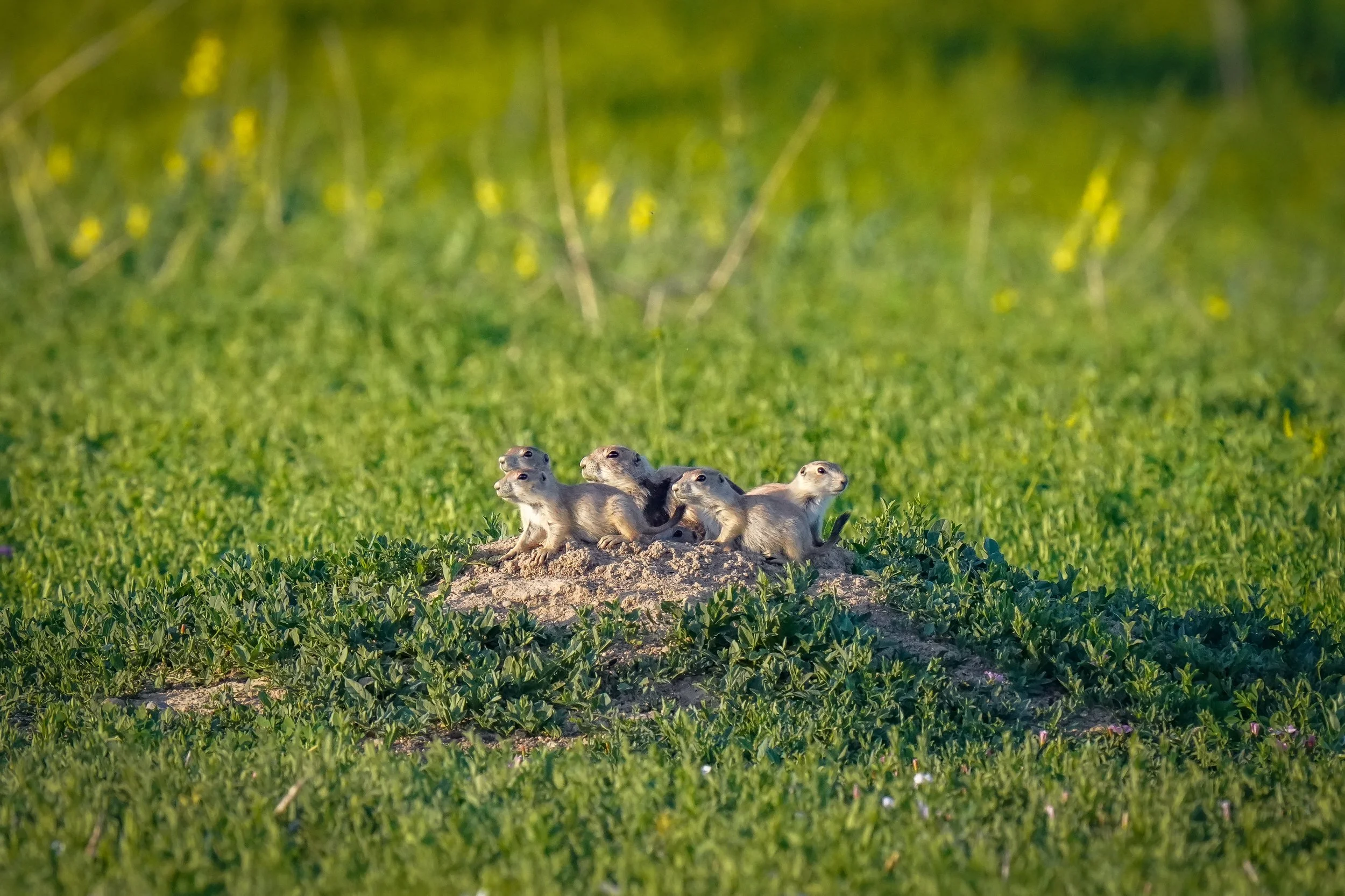 Prairie Dog family