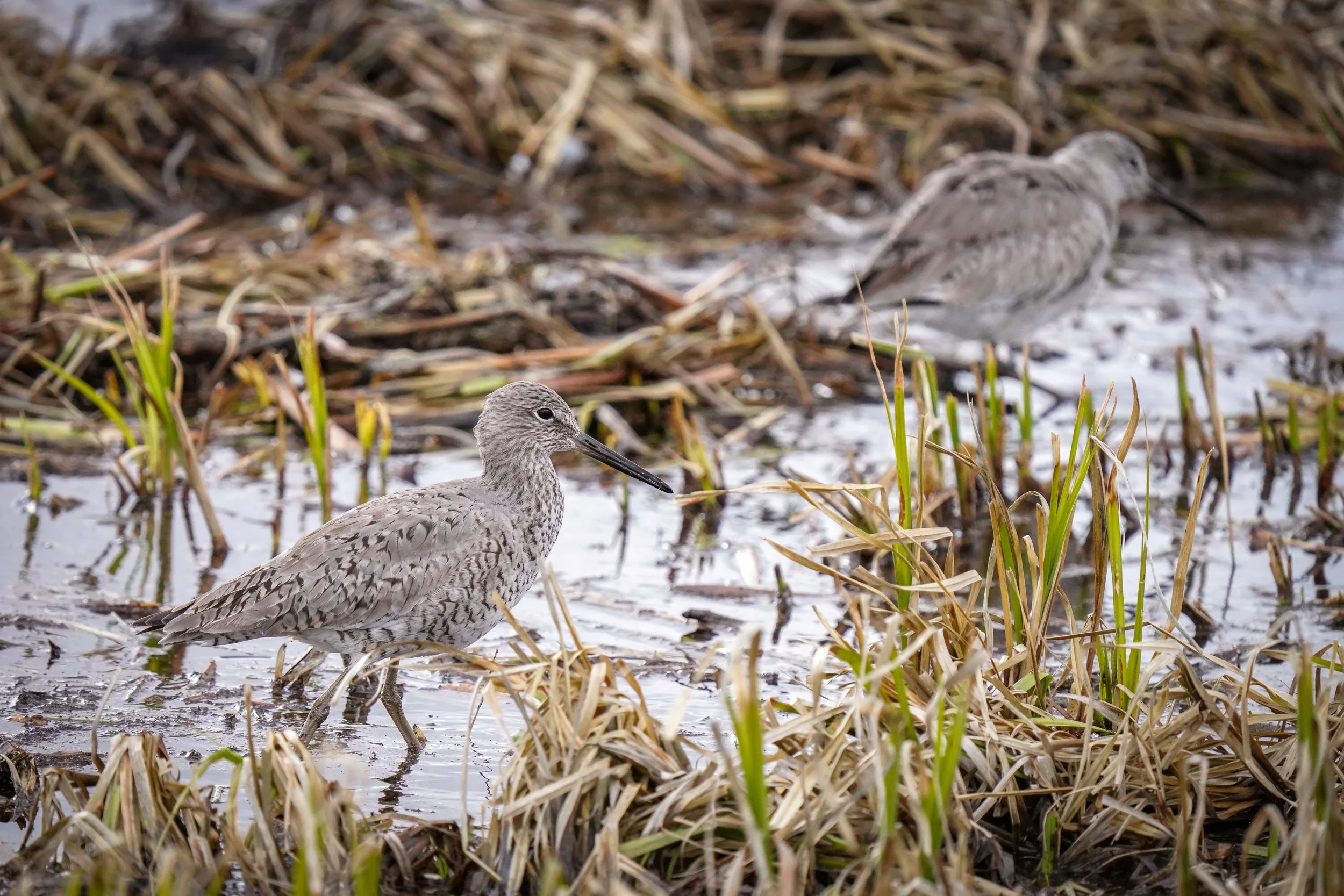 Willets