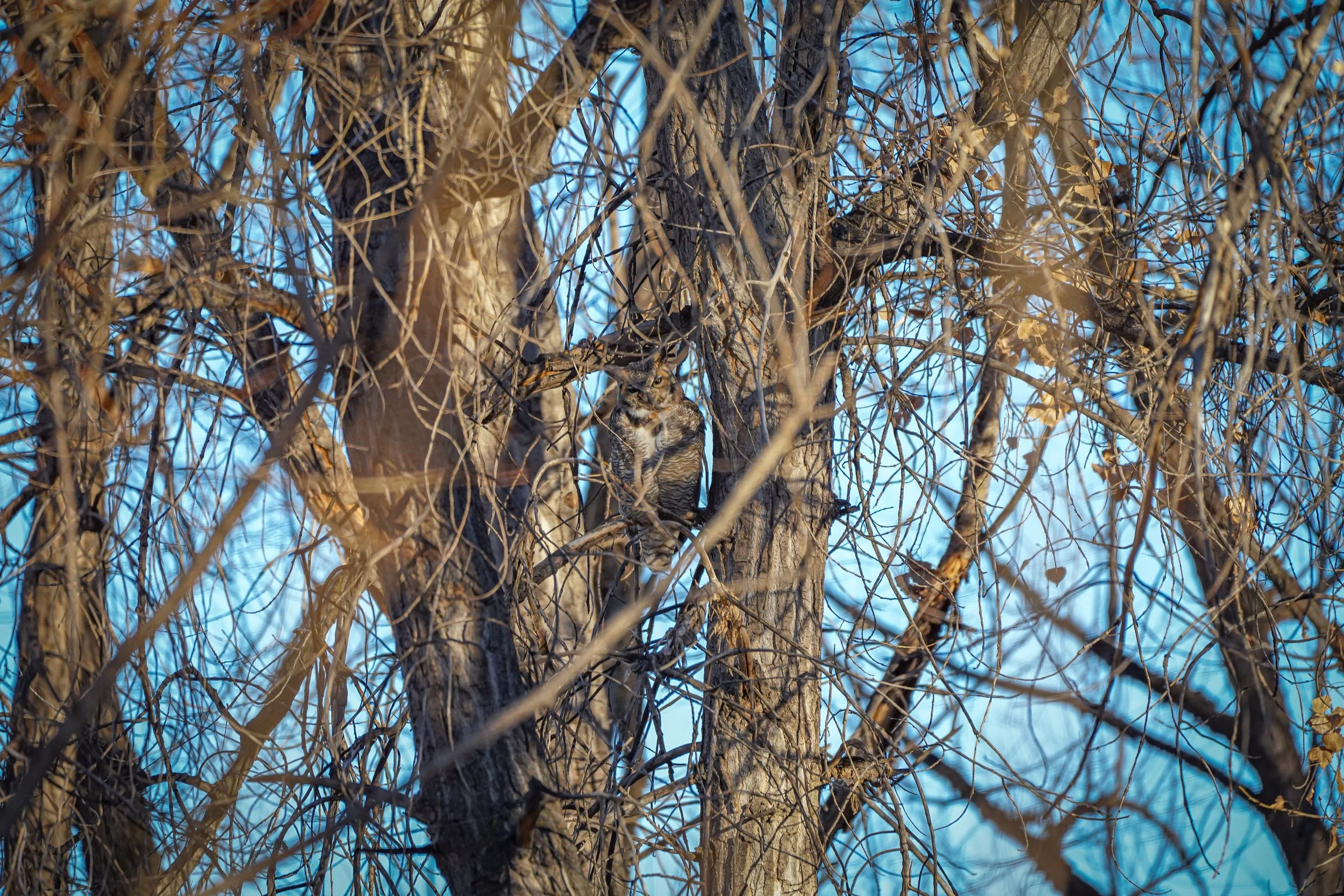 I heard this hooter before seeing him!