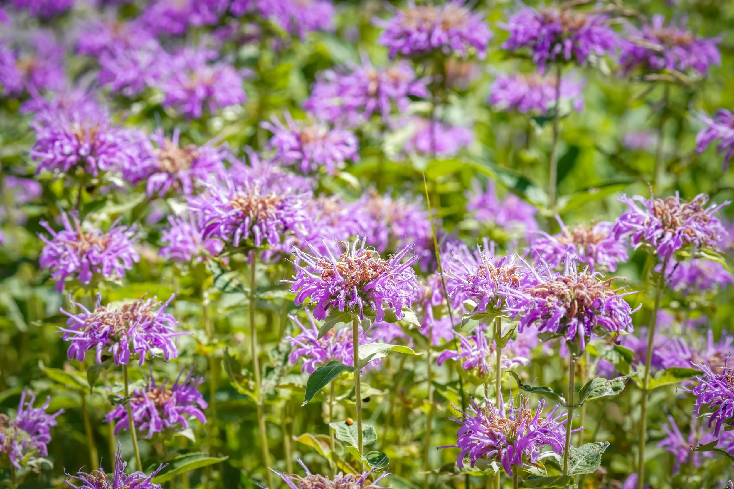 2024-06-22-birds-and-blooms-laura-sheets-2.jpg