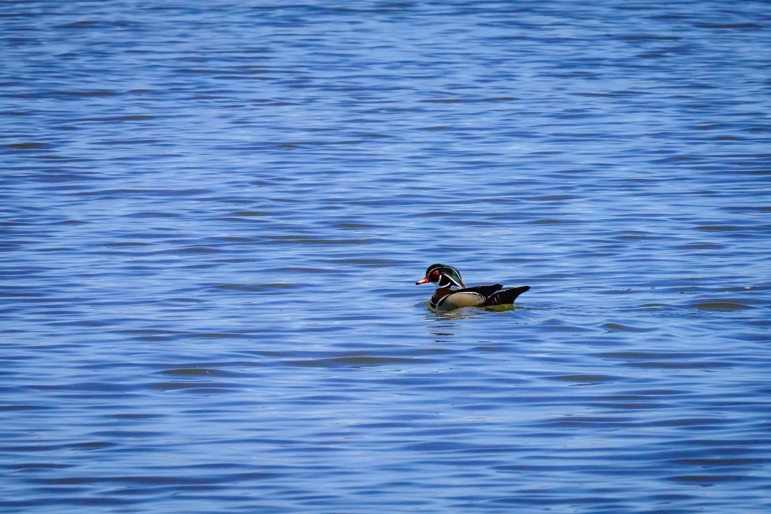 Male Wood Duck