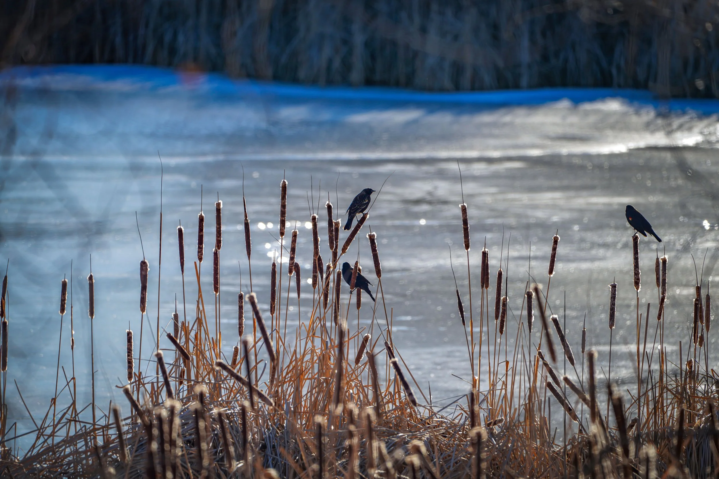 Red-wing Blackbirds on the cattails