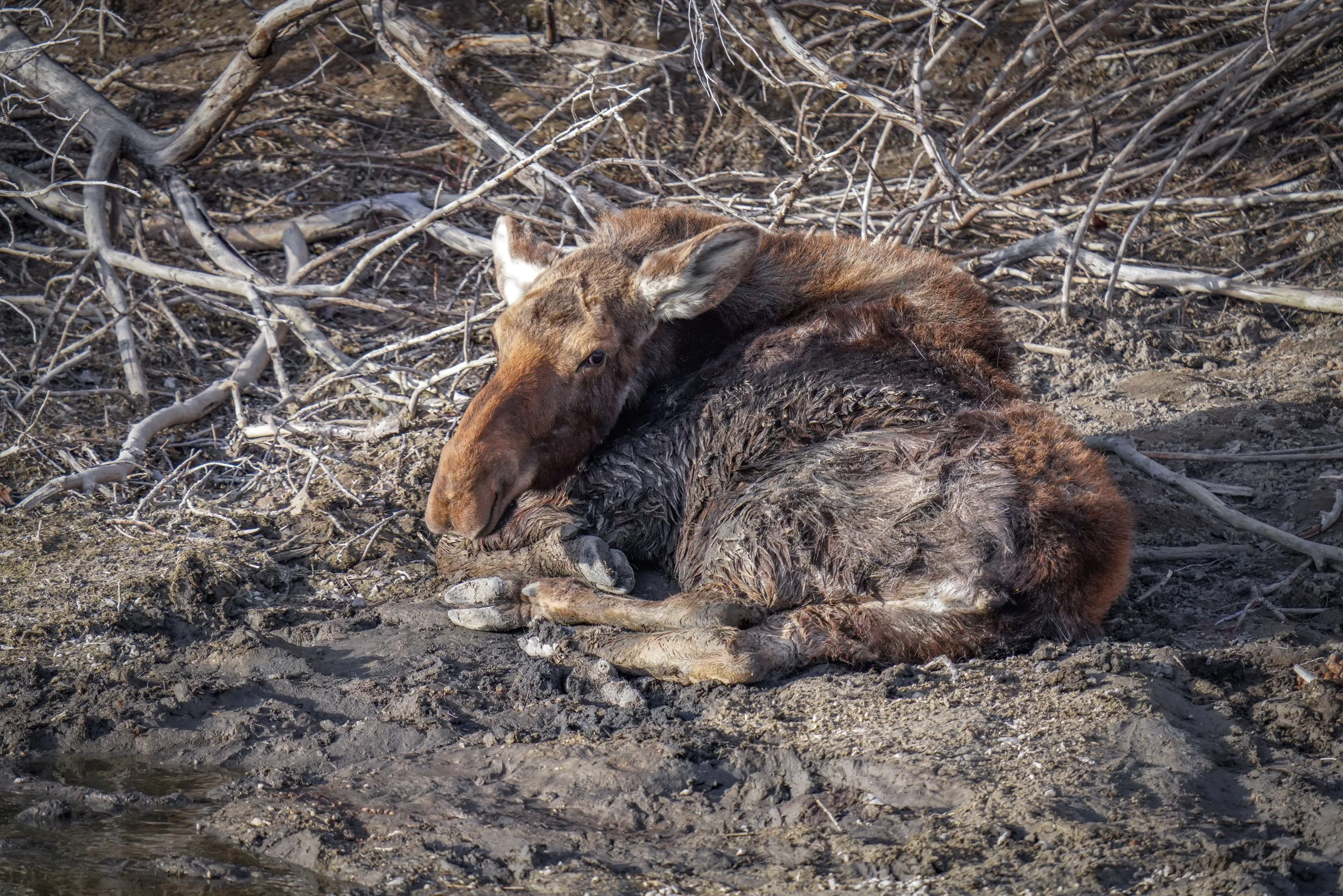 Our first Idaho moose!  Sadly, it passed away