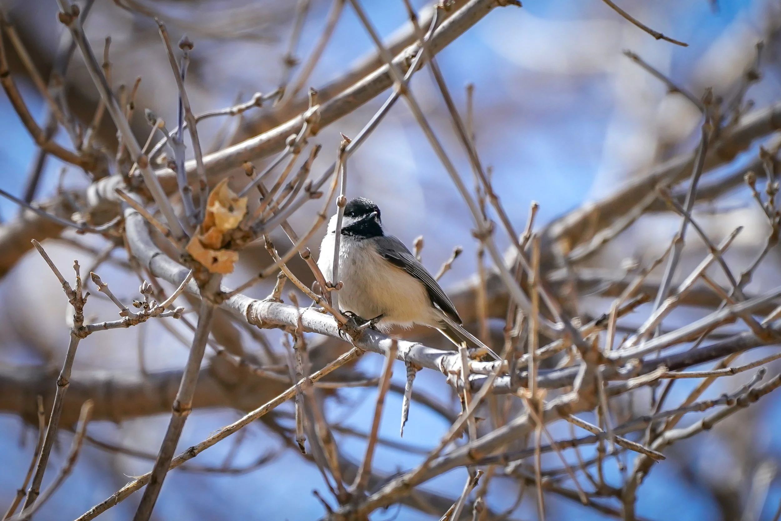 Black-capped Chickadee