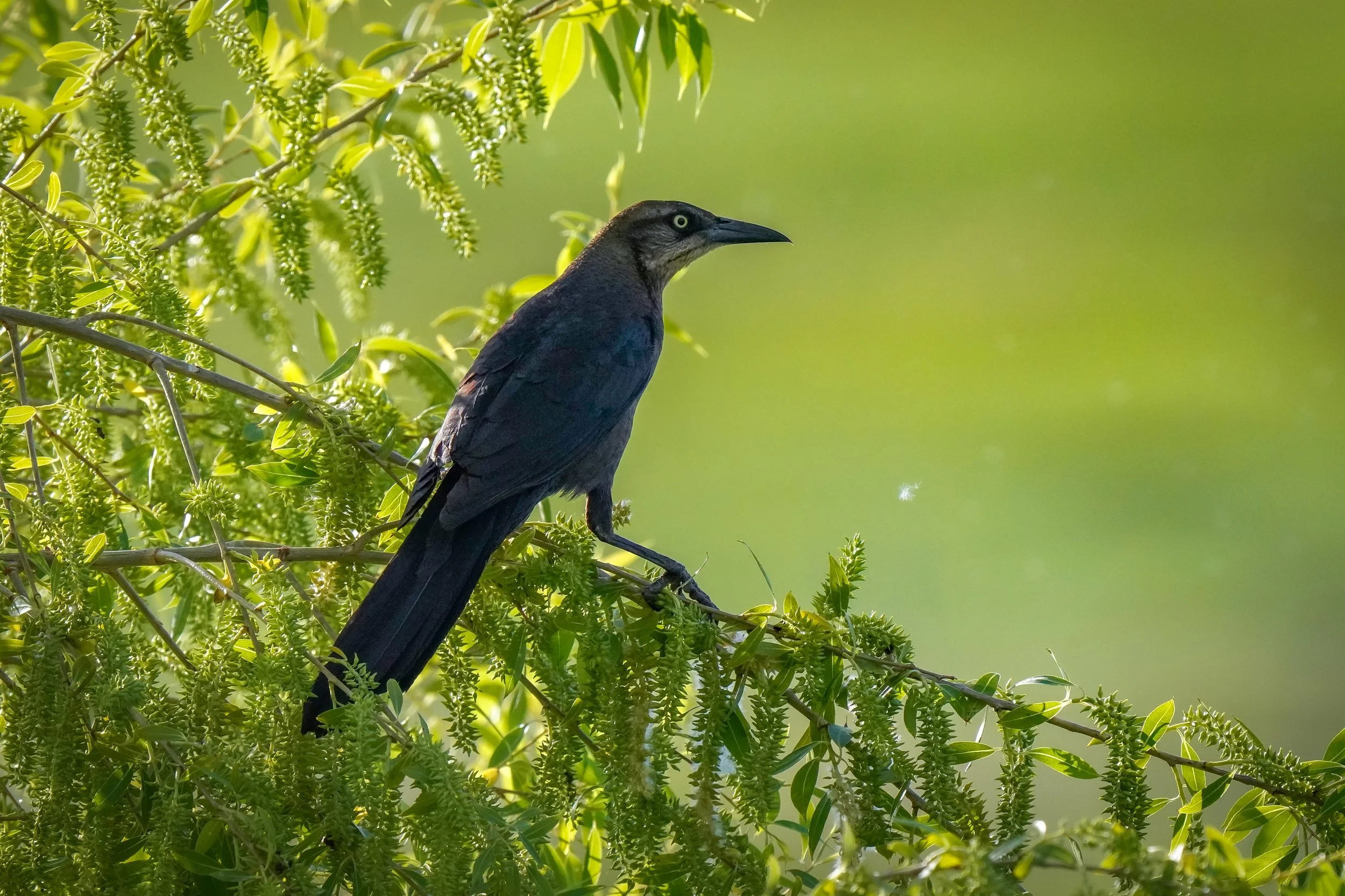 Great-tailed Grackle