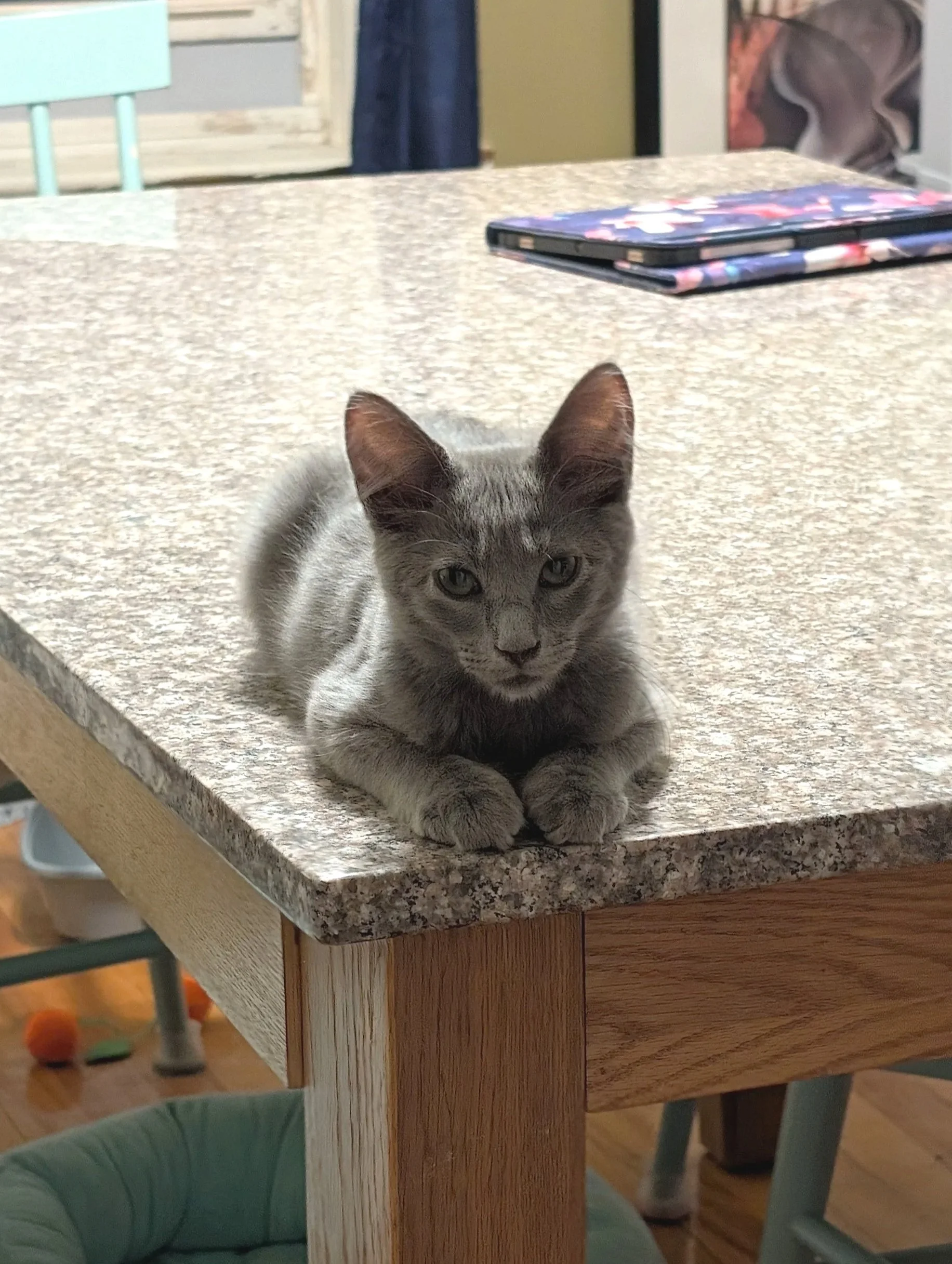A gray kitten laying on a table