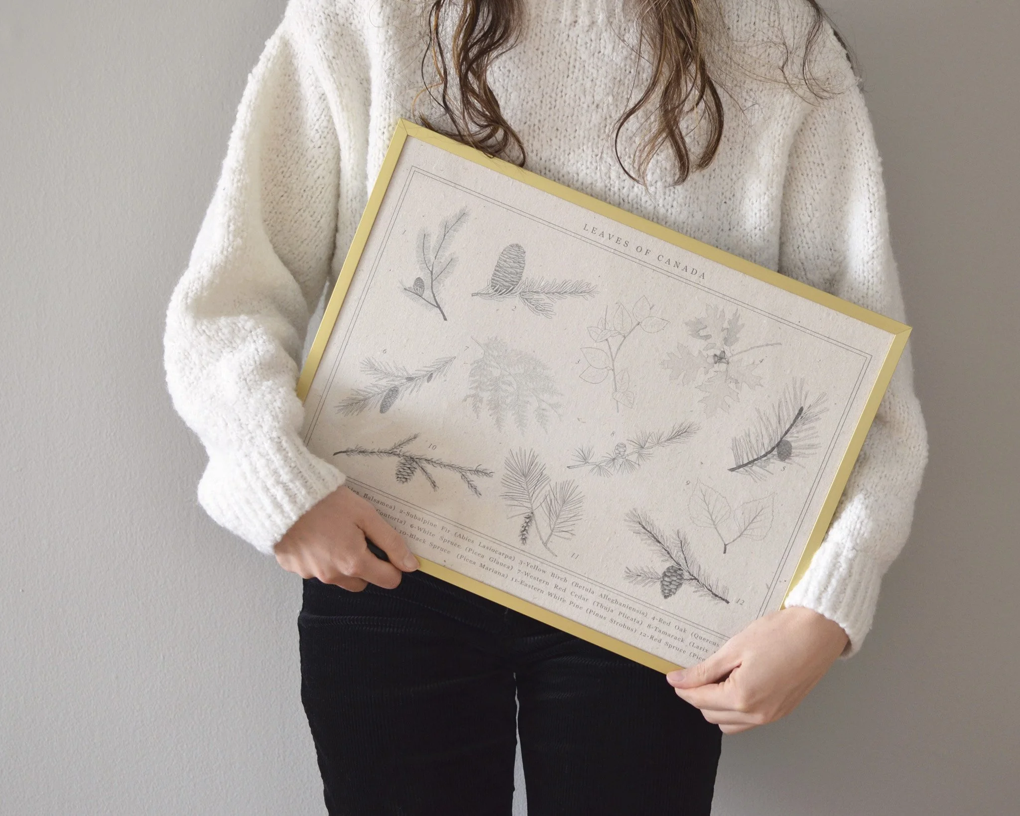 A woman is holding a wooden framed provincial trees of Canada botanical art print on the gray background