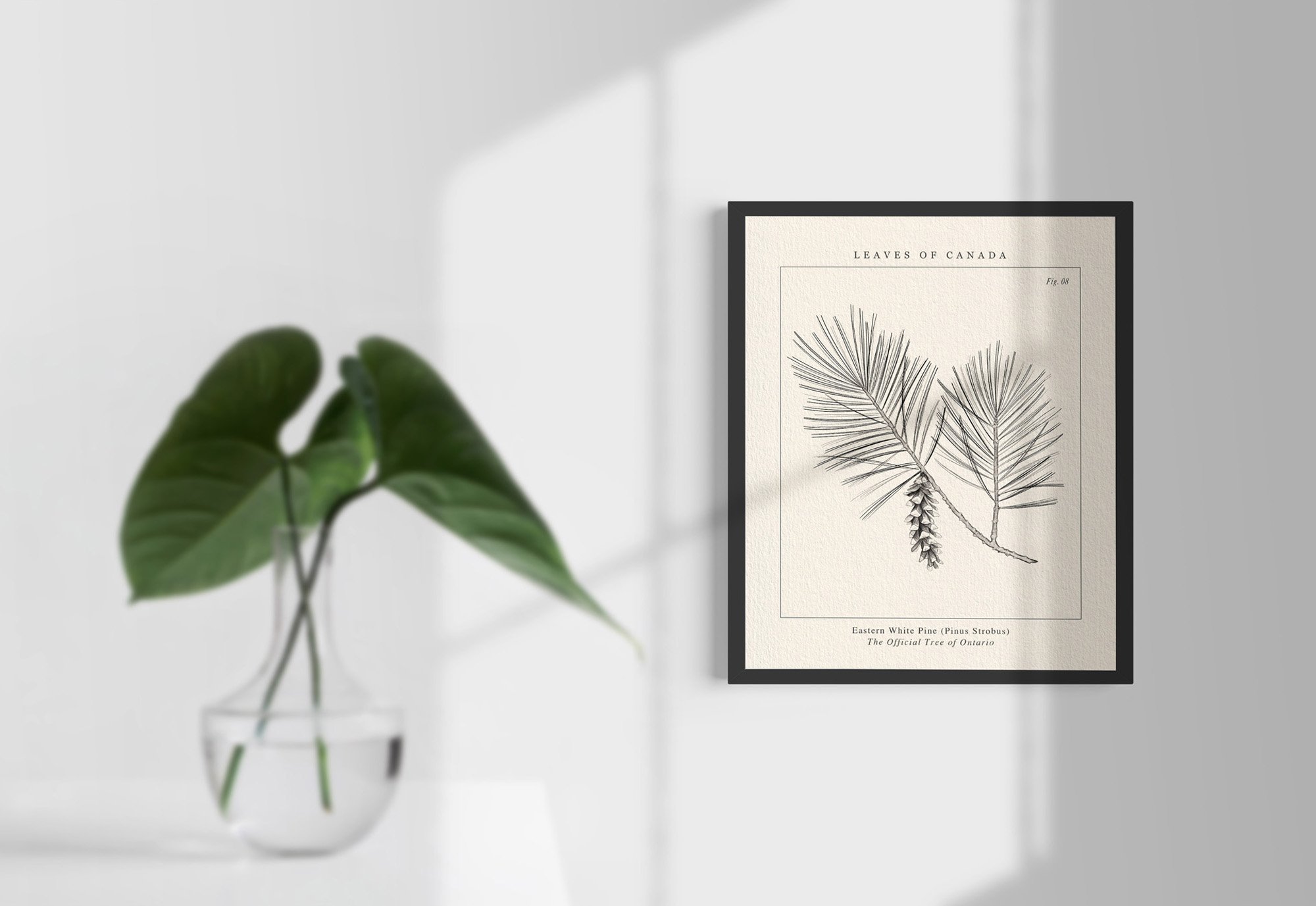 Hanging Ontario Eastern White Pine botanical wall art with black wooden frame on a light background with a vase with leaves in front