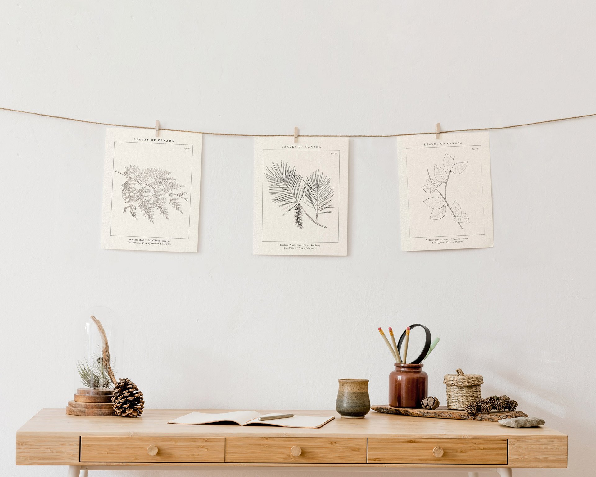 Three botanical paper illustrations are hanging on a rope on a white background above a wooden desk