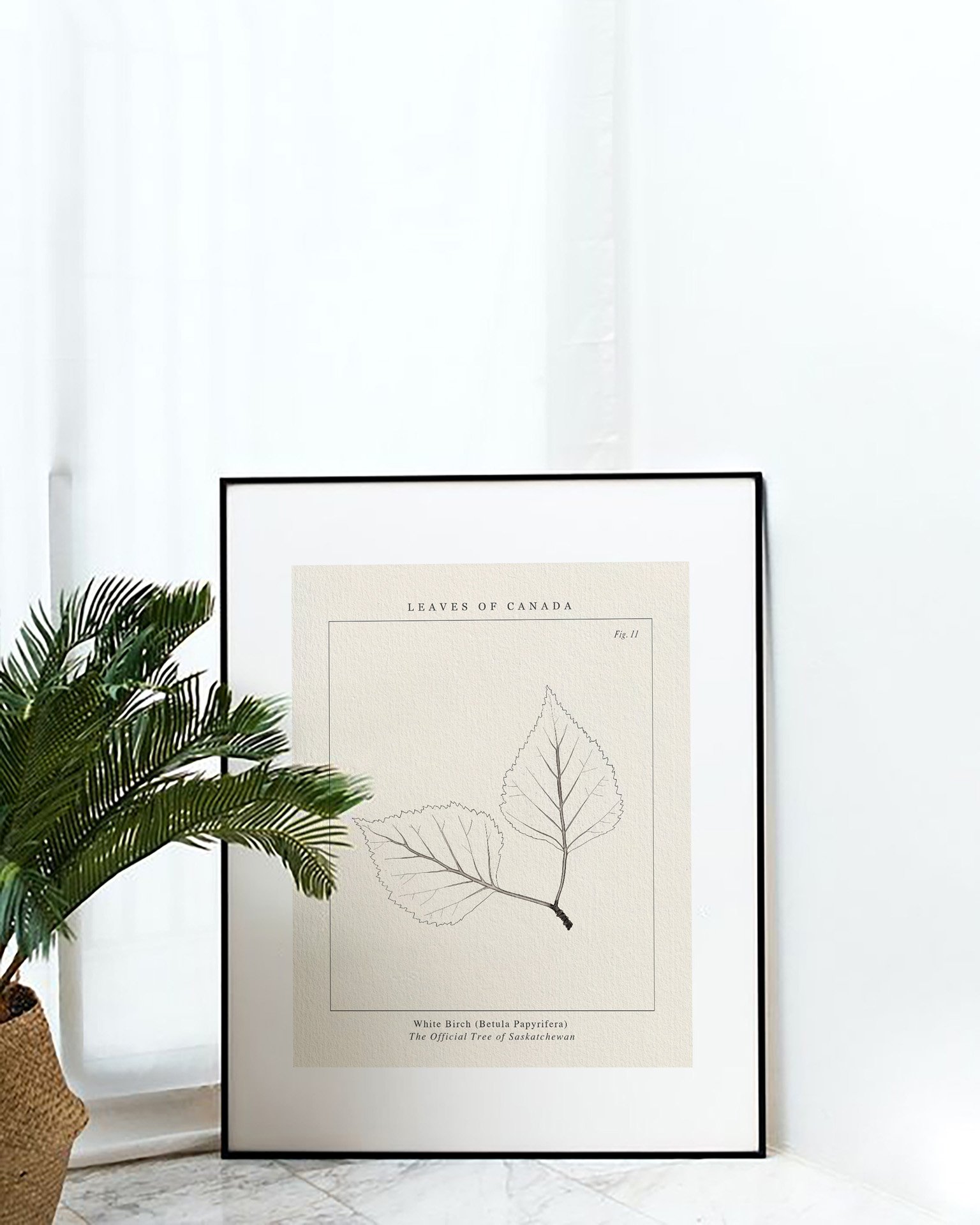 Saskatchewan White Birch botanical wall art with white wooden frame office desk decor