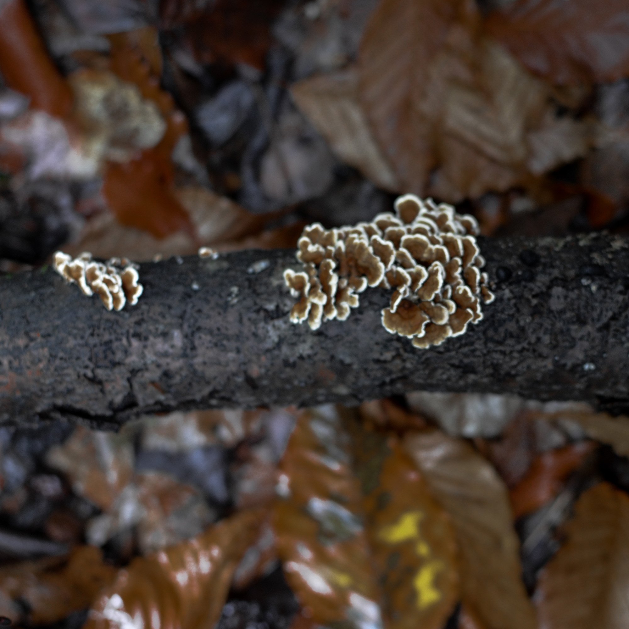 mushroom-in-quebec-hiking (2 of 13).jpg