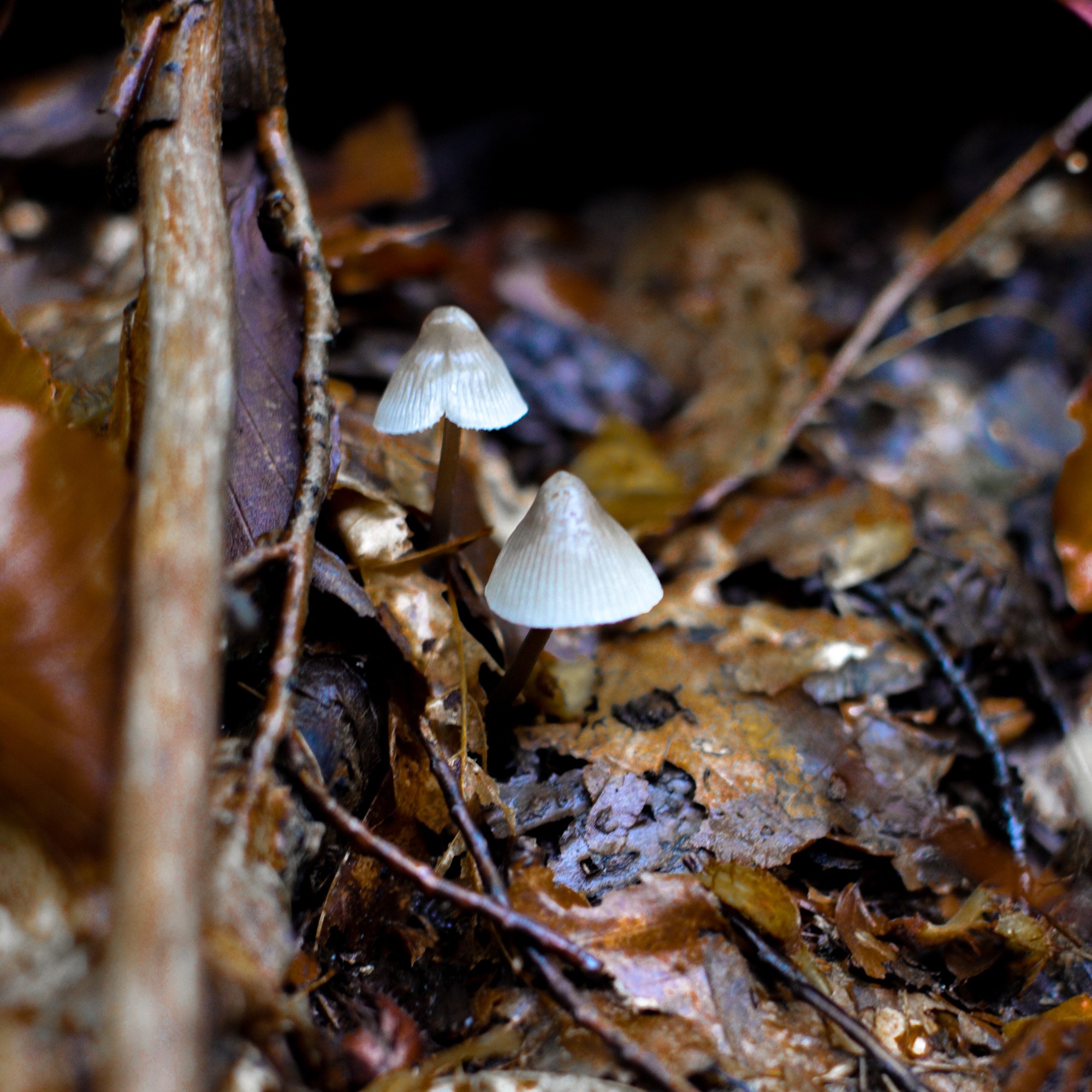 mushroom-in-quebec-hiking (3 of 13).jpg