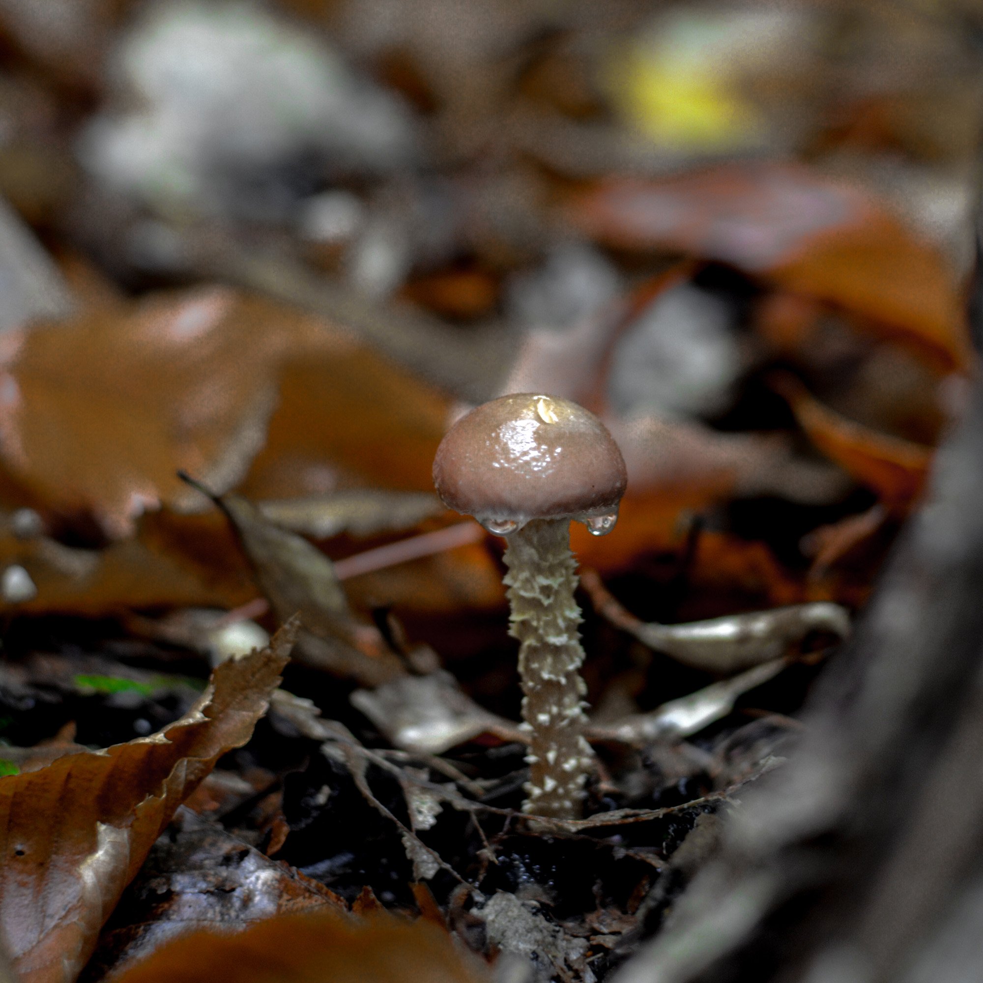 mushroom-in-quebec-hiking (4 of 13).jpg