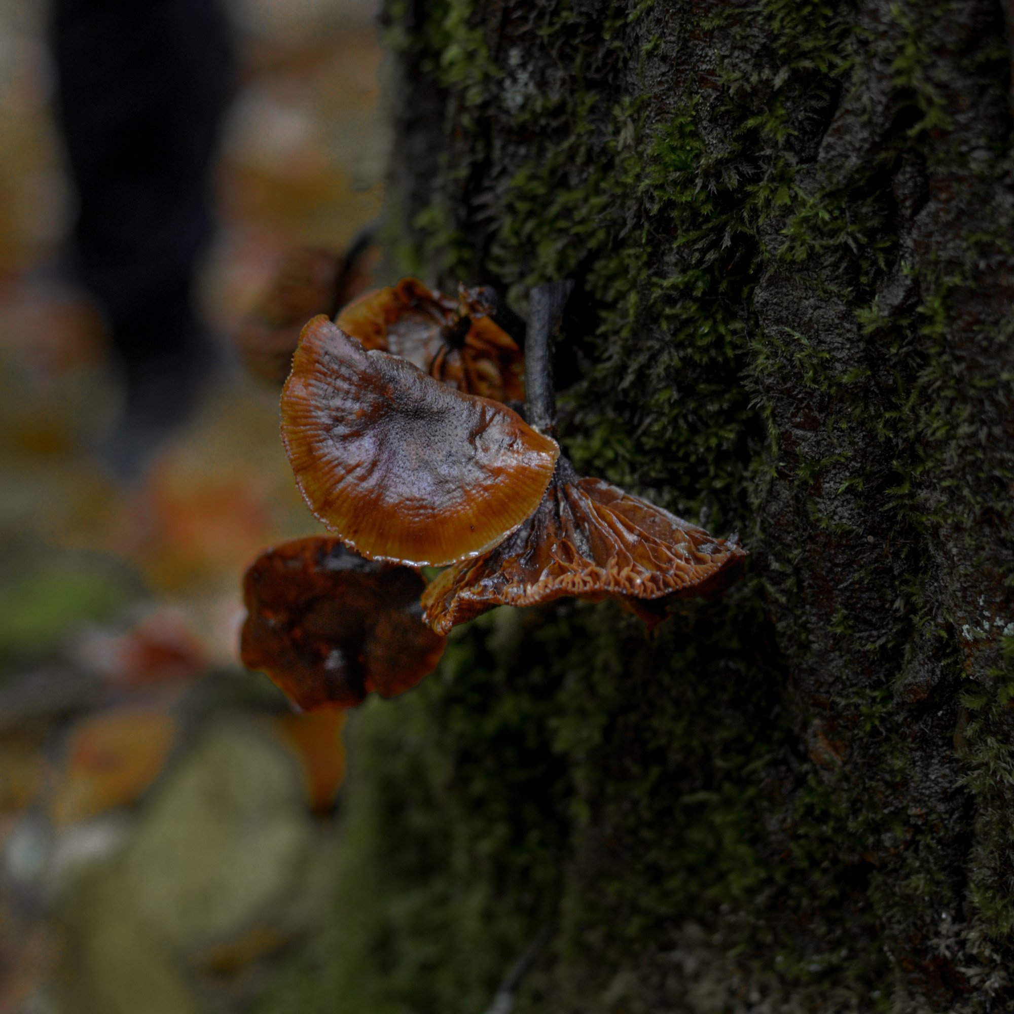 mushroom-in-quebec-hiking (6 of 13).jpg