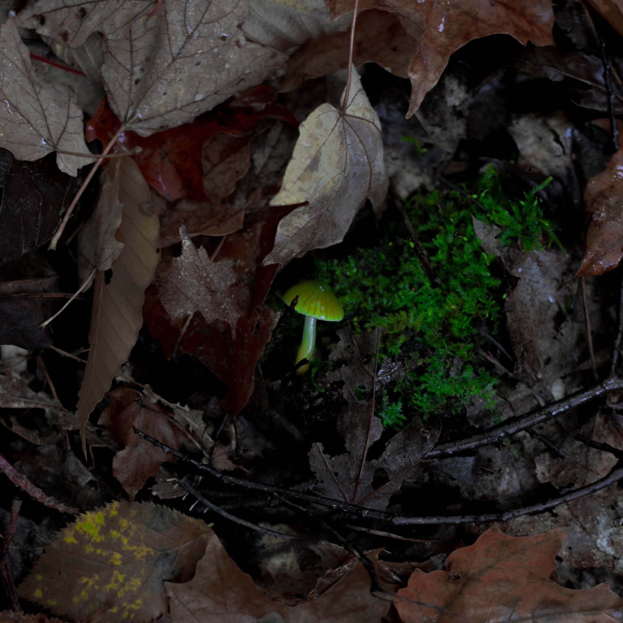 mushroom-in-quebec-hiking (7 of 13).jpg