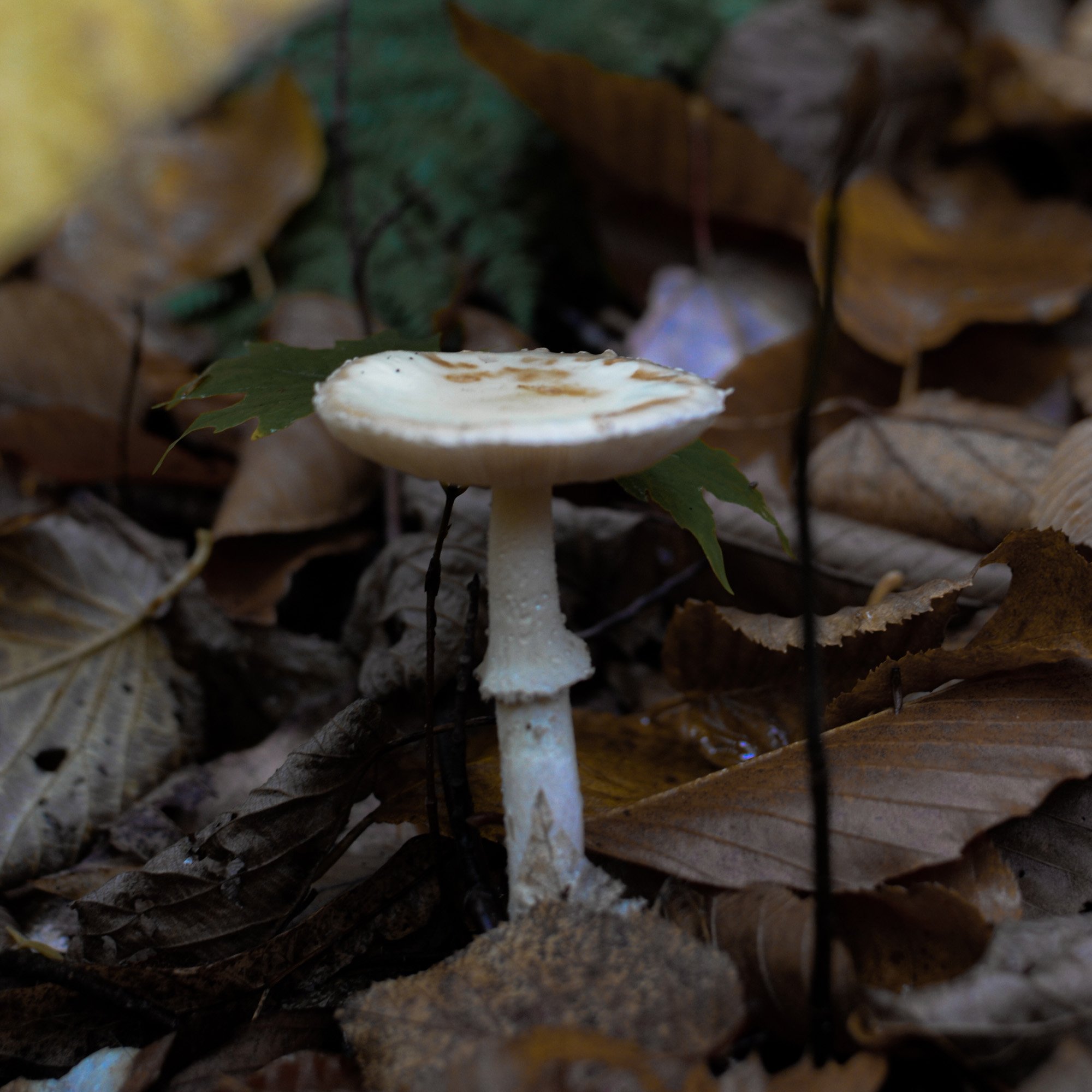mushroom-in-quebec-hiking (10 of 13).jpg