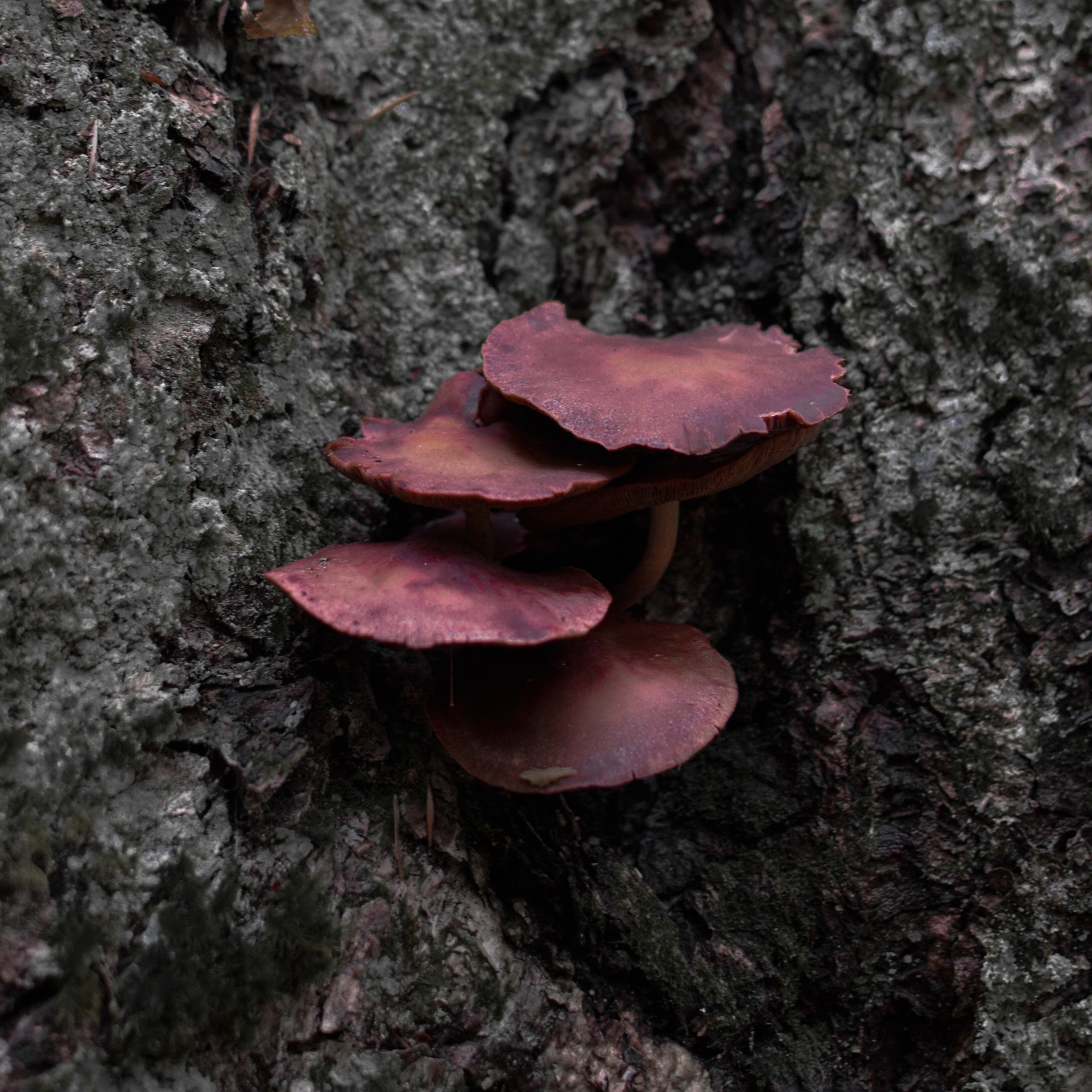 mushroom-in-quebec-hiking (9 of 13).jpg