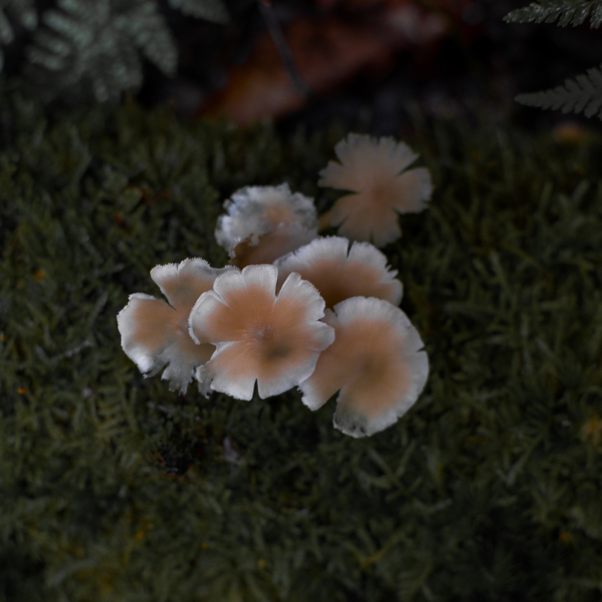 mushroom-in-quebec-hiking (13 of 13).jpg