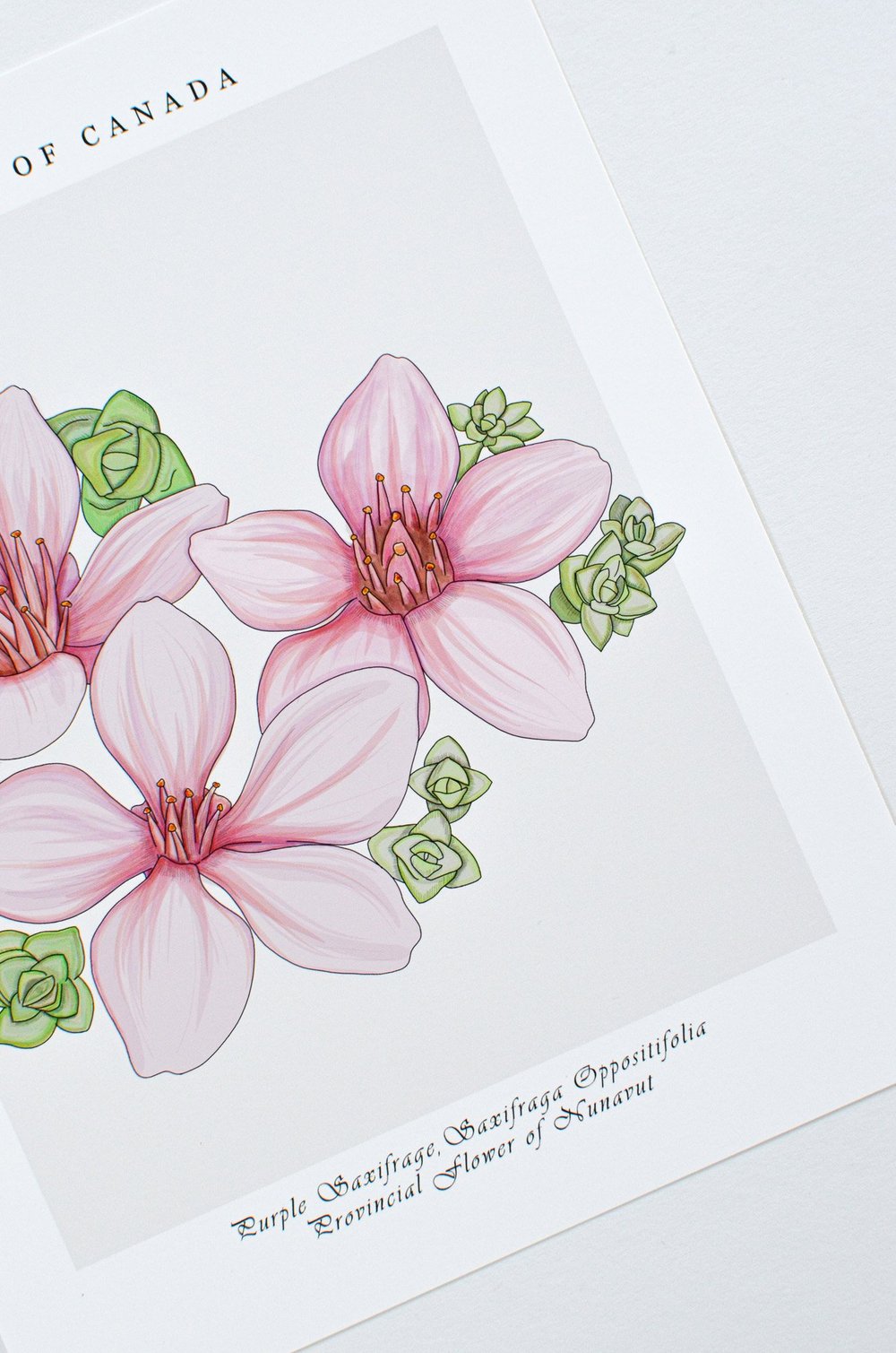 Purple Saxifrage Drawing purple-saxifrage-drawing