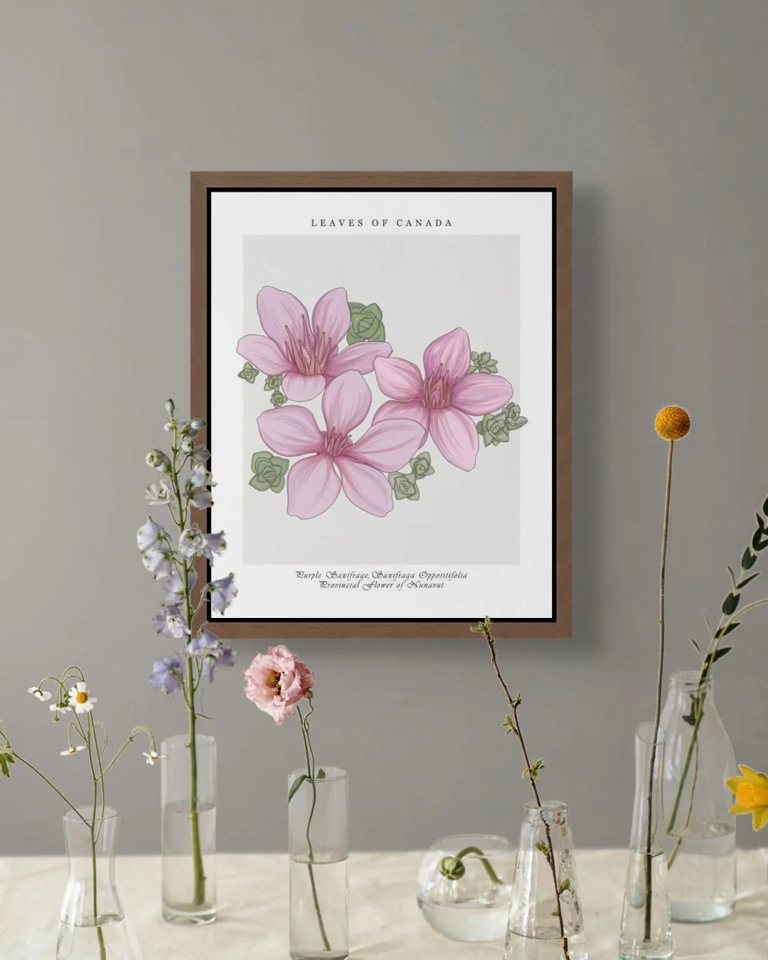nunavut - purple saxifrage- wall- art.jpg
