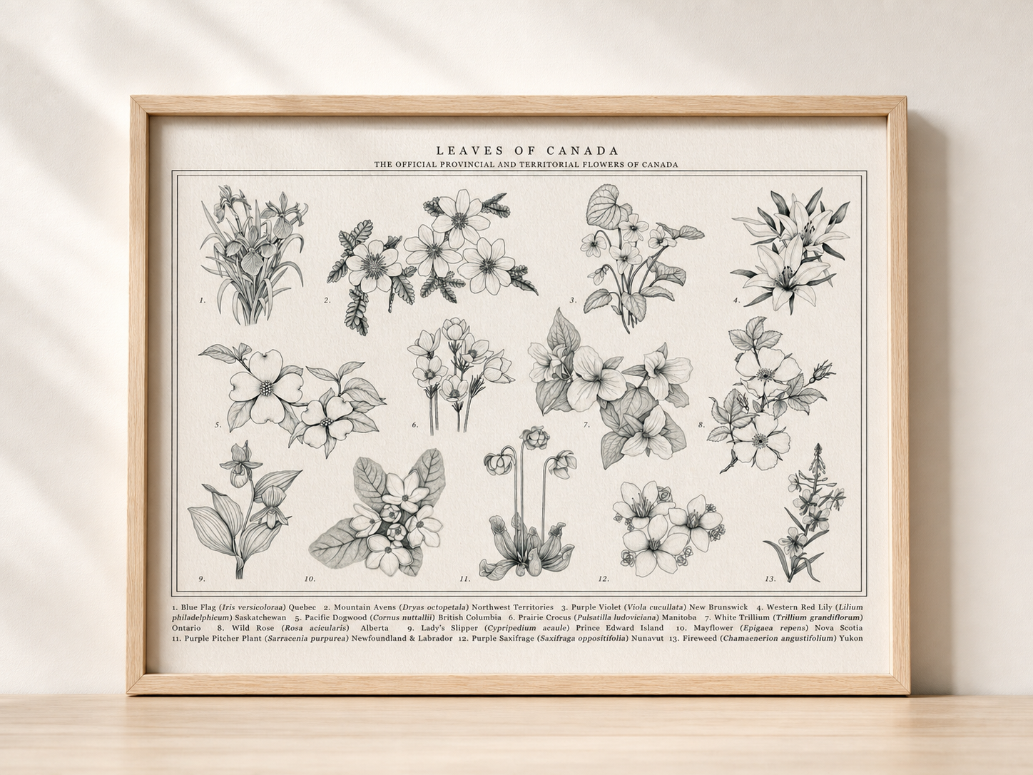 canadian-wild-flowers.png