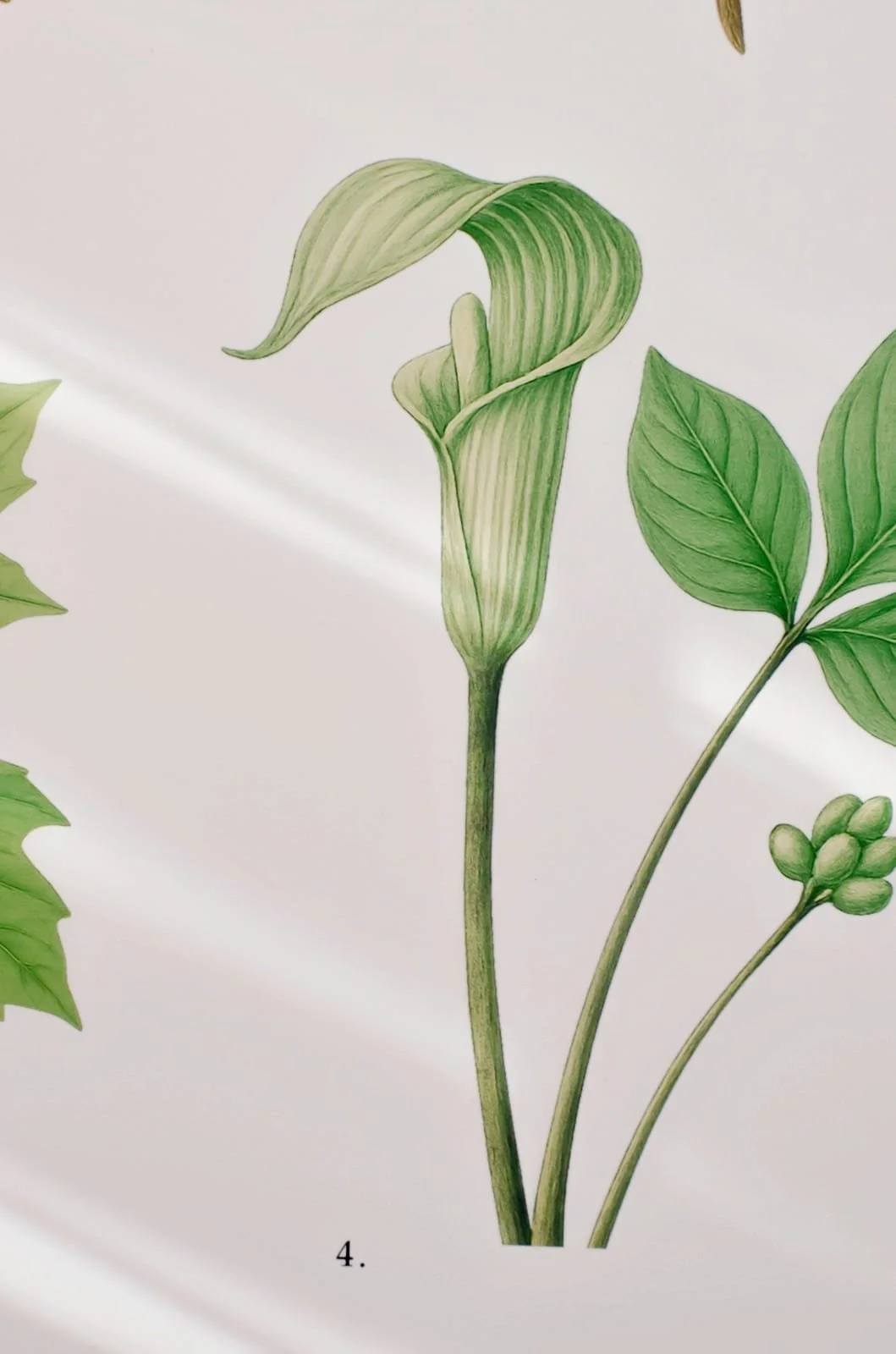 ontario-botanical-art (1).jpeg (Copy) (Copy) (Copy) (Copy) (Copy)