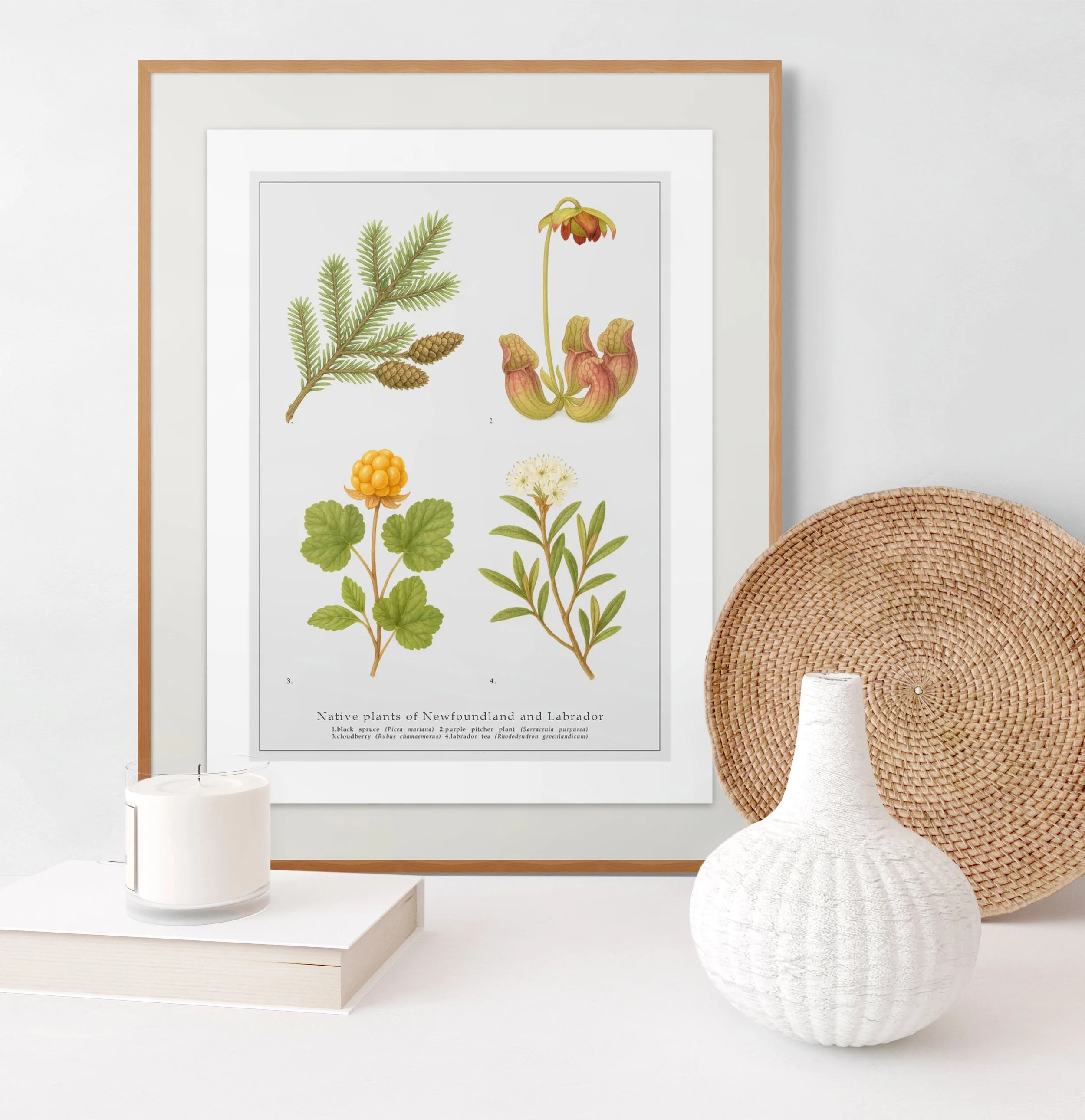 Native Plants of New Foundland & Labrador,  Botanical Art Print