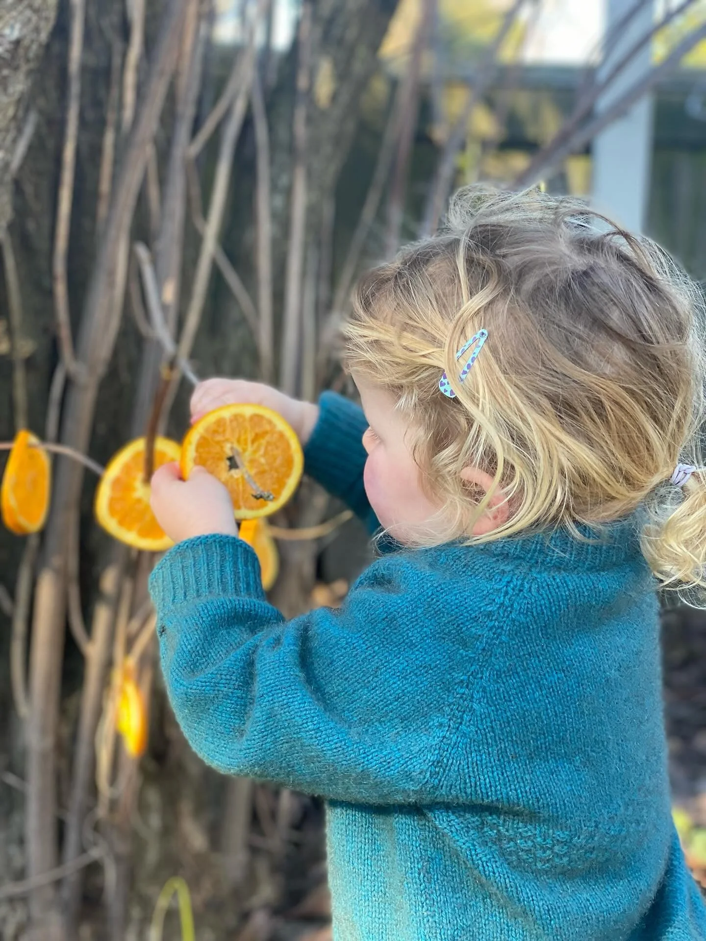 A young girl with blonde curly hair and a blue hair clip is hanging orange slices on a tree outside.