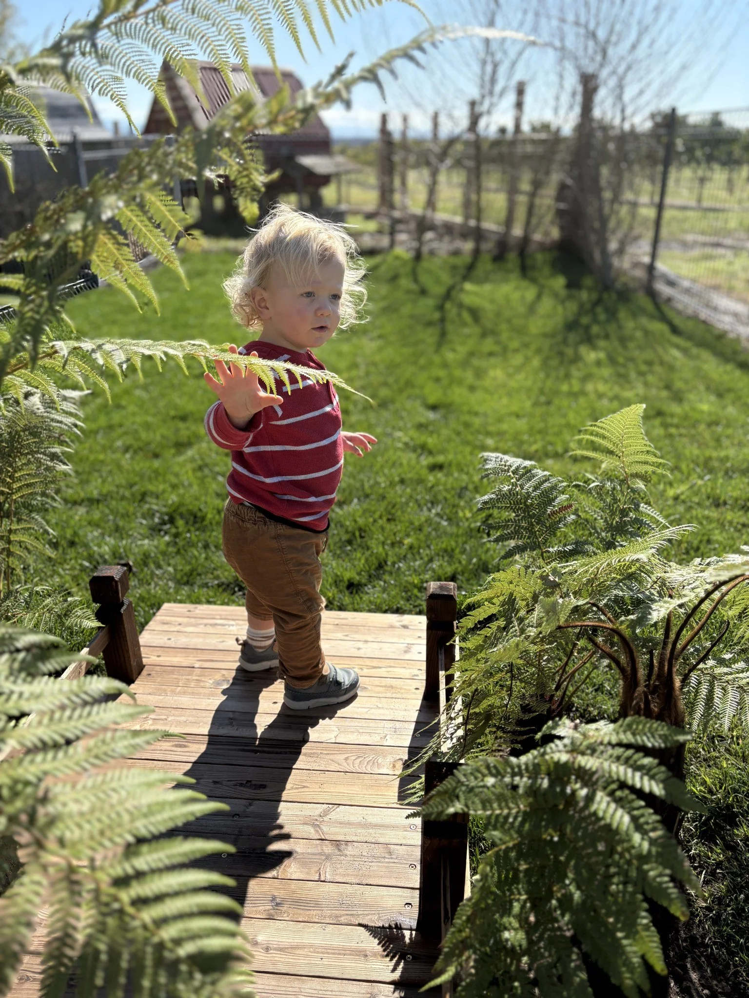 A young boy with light blonde curly hair, wearing a red and white striped sweater and brown pants, stands on a small wooden bridge in a green yard, reaching out with one hand and looking to the side.