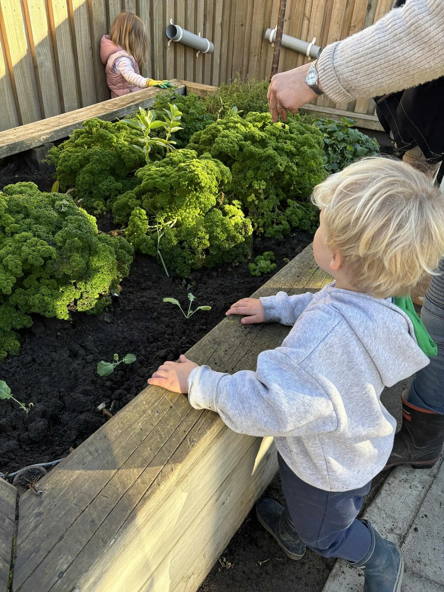 A young blonde boy leaning on a wooden garden bed, observing green leafy plants, with an adult beside him, and a young girl in the background wearing pink, gardening in an outdoor space surrounded by a wooden fence.