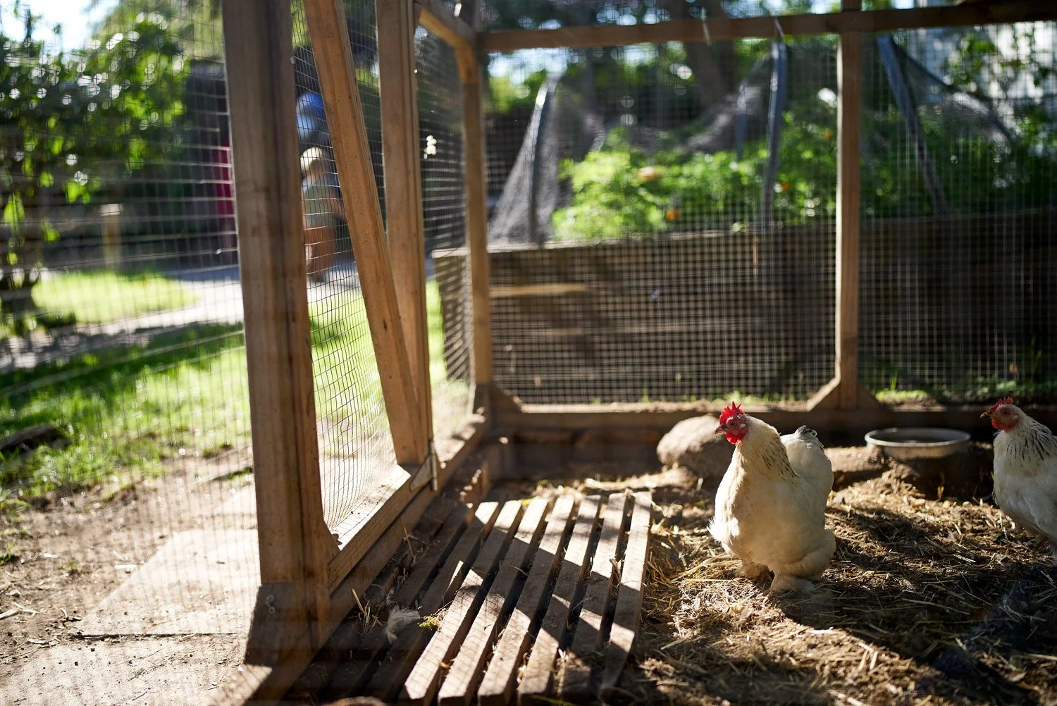 Two chickens inside a wooden and wire enclosure with dirt floor, sunlight, and greenery outside.