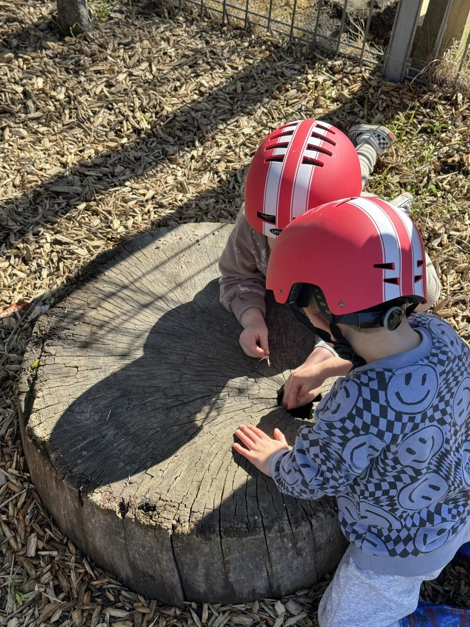 Two children wearing red safety helmets are exploring or playing around a large tree stump in a wooded area, with one child looking into a hole in the stump.