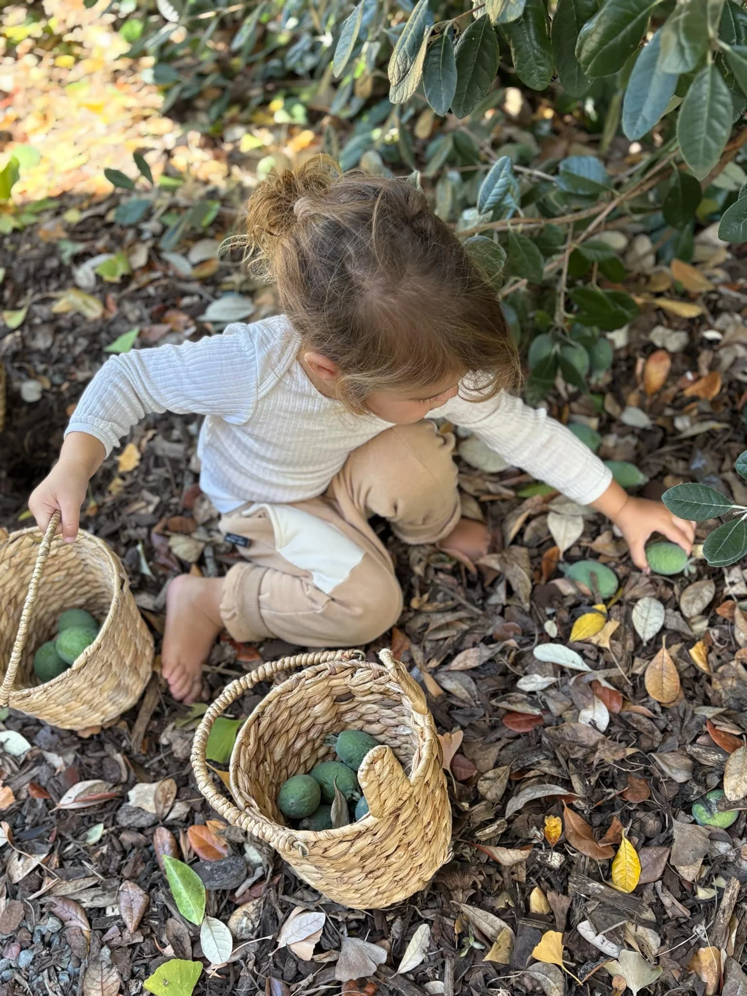 A young girl with curly hair exploring fallen leaves and ground covering while collecting green avocados in woven baskets outdoors.