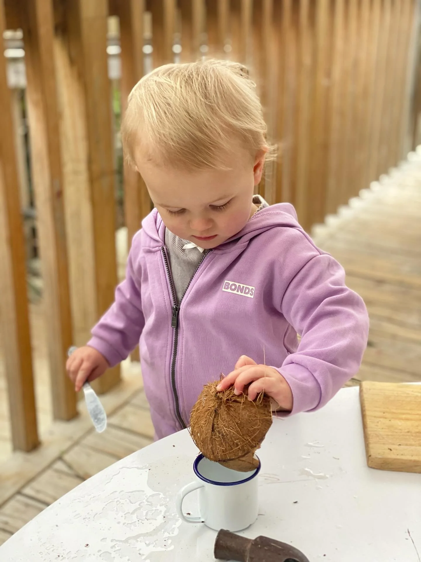 A young child wearing a purple jacket standing at a white table outdoors, looking down at a coconut placed in a white mug, holding the coconut with one hand and a spoon with the other, with a wooden fence in the background.