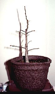 The plant was bought at a local garden centre in the summer of 1992. This picture shows it in February 1993 after initial pruning and wiring.