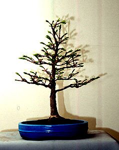 In the spring of 1994, the tree was transferred to a bonsai pot.