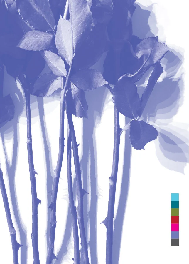 KM.blue roses.back.jpg