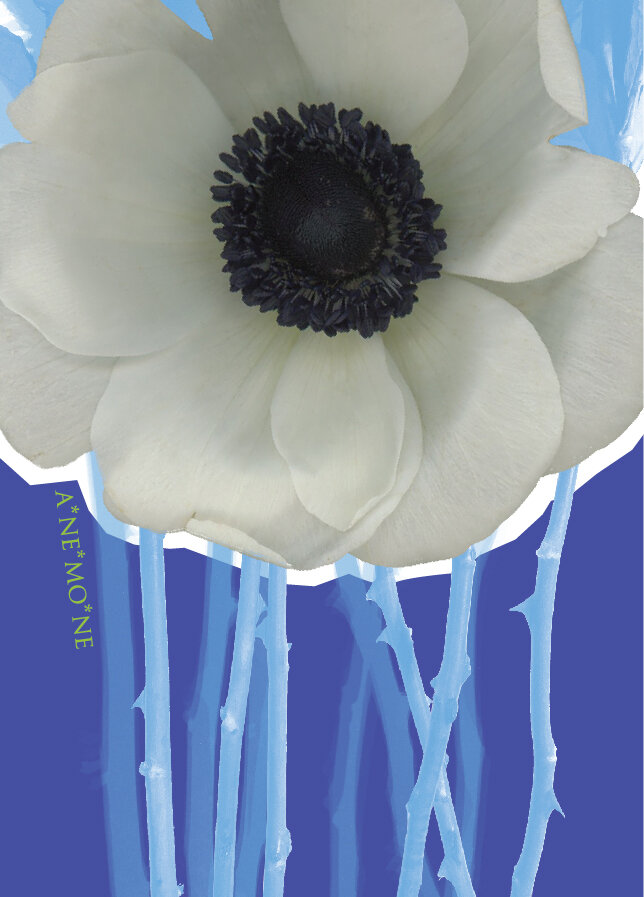 KM.stemsblue.anemone.back.jpg