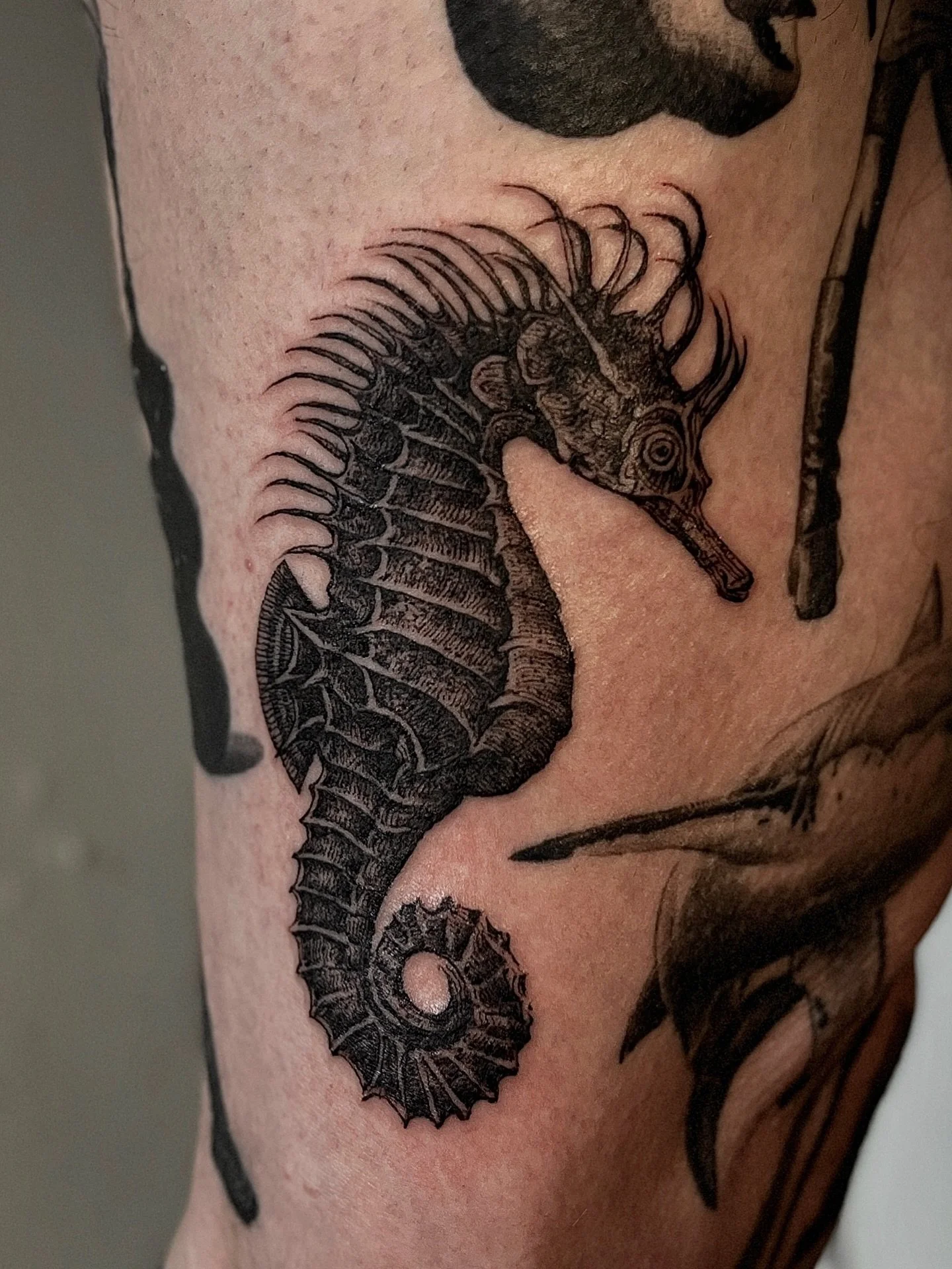 Superfine seahorse 
#etchingtattoo #pdxtattoo #portlandoregontattoo #pdxtattooartist #qttr