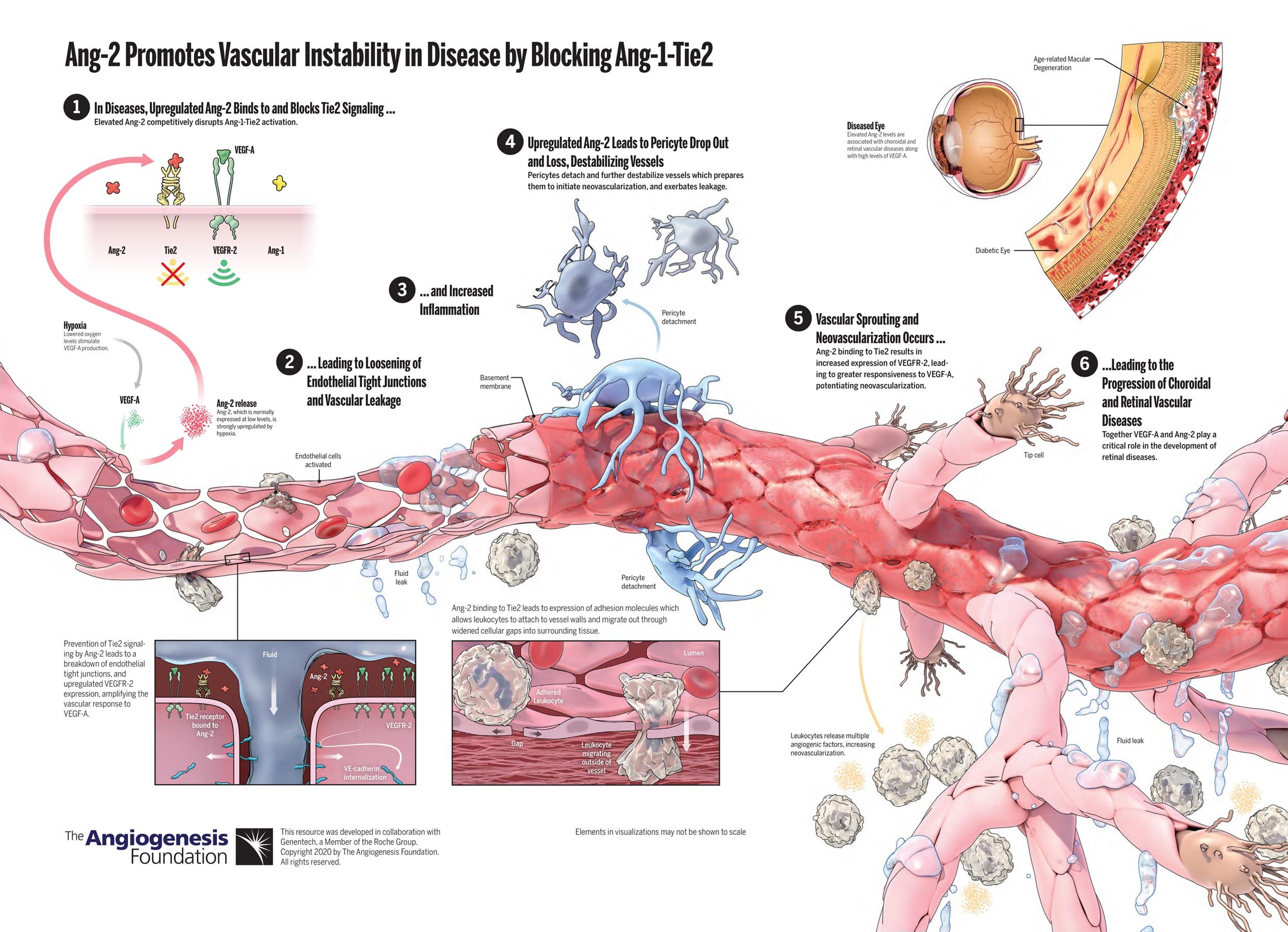 Effect of Ang-2 + VEGF-A