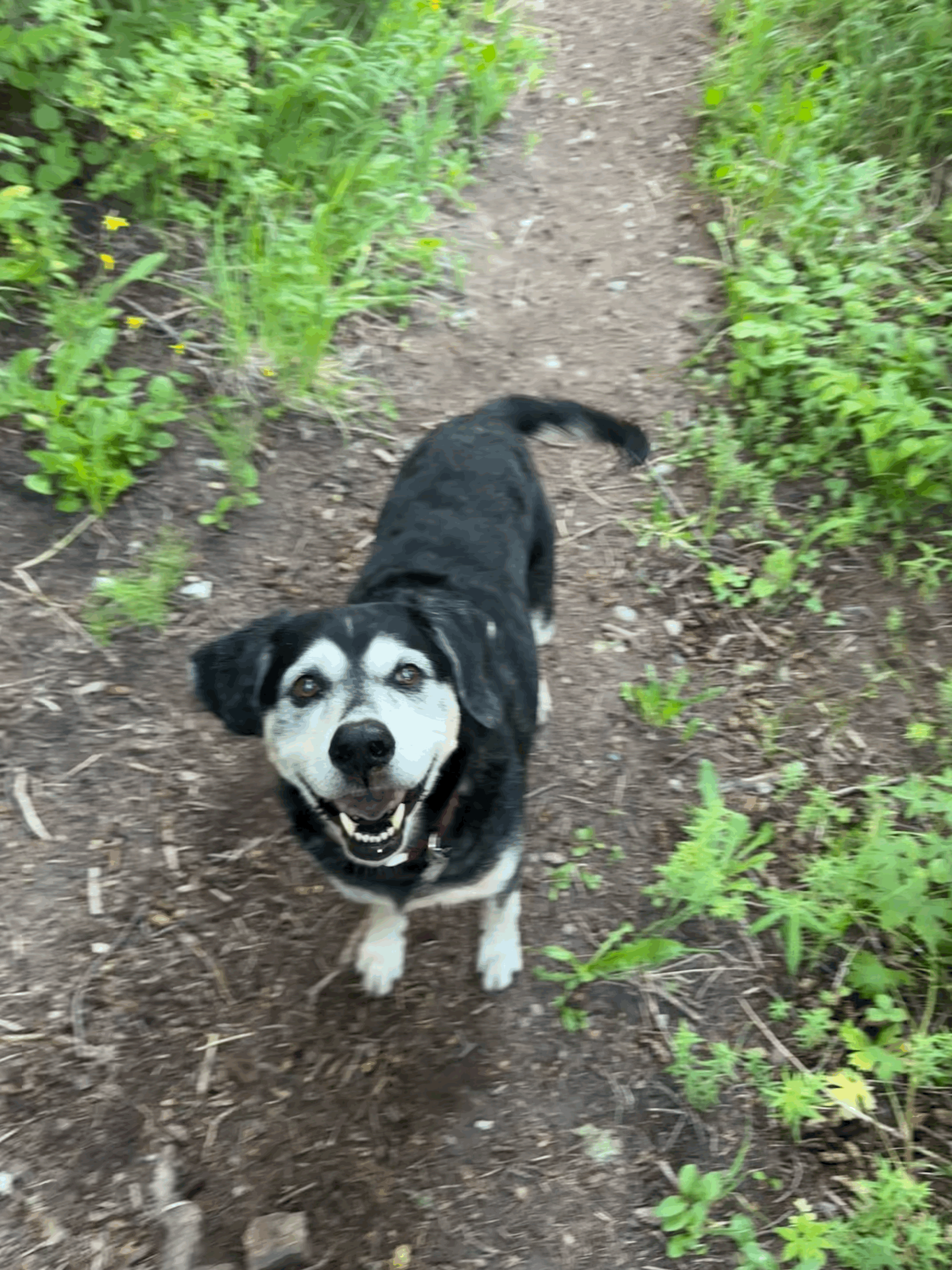 Oh Be Dogful Benefit